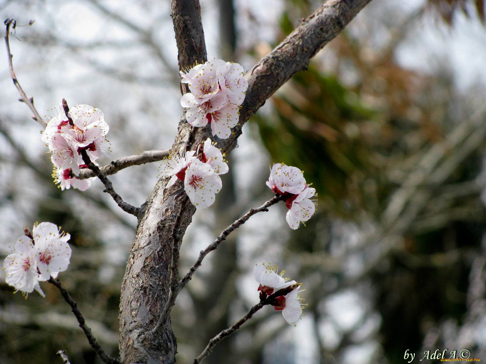 цветы, цветущие, деревья, кустарники