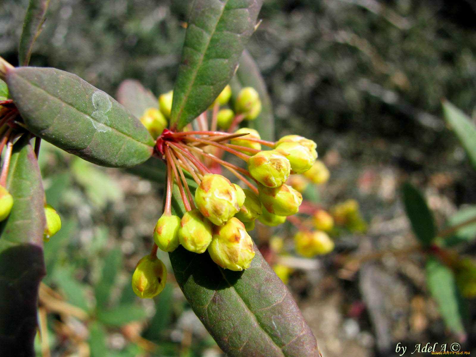 цветы, цветущие, деревья, кустарники