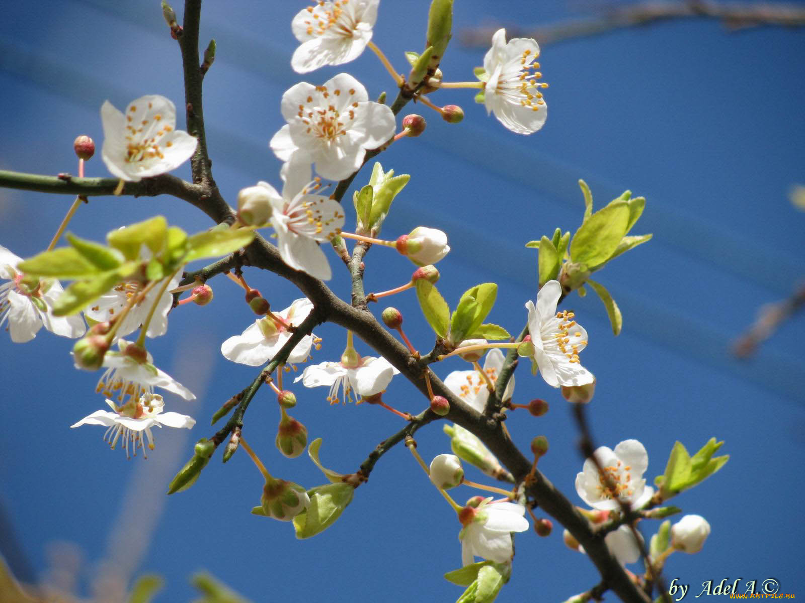 цветы, цветущие, деревья, кустарники