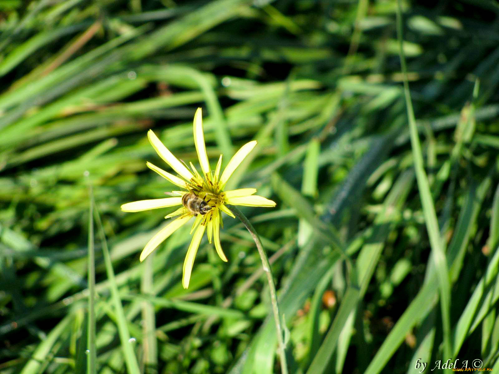 цветы, луговые, полевые