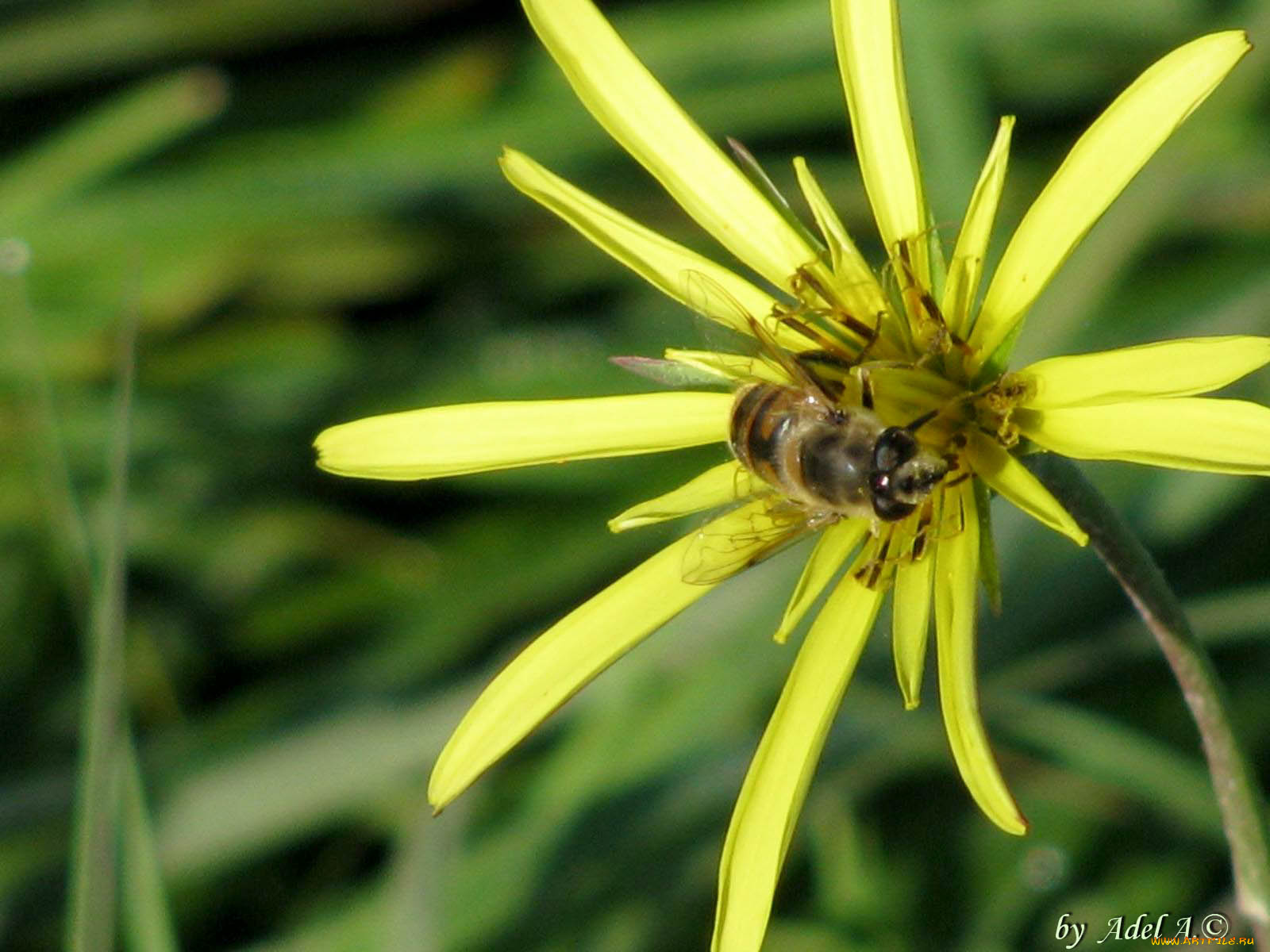 цветы, луговые, полевые