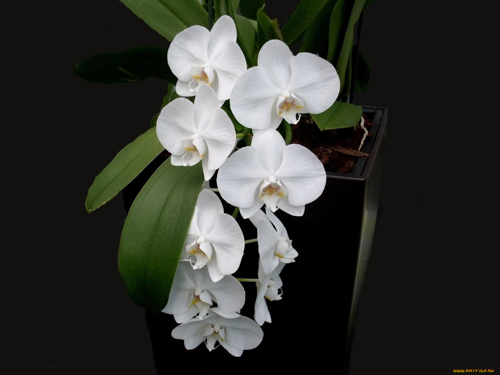 цветы, орхидеи