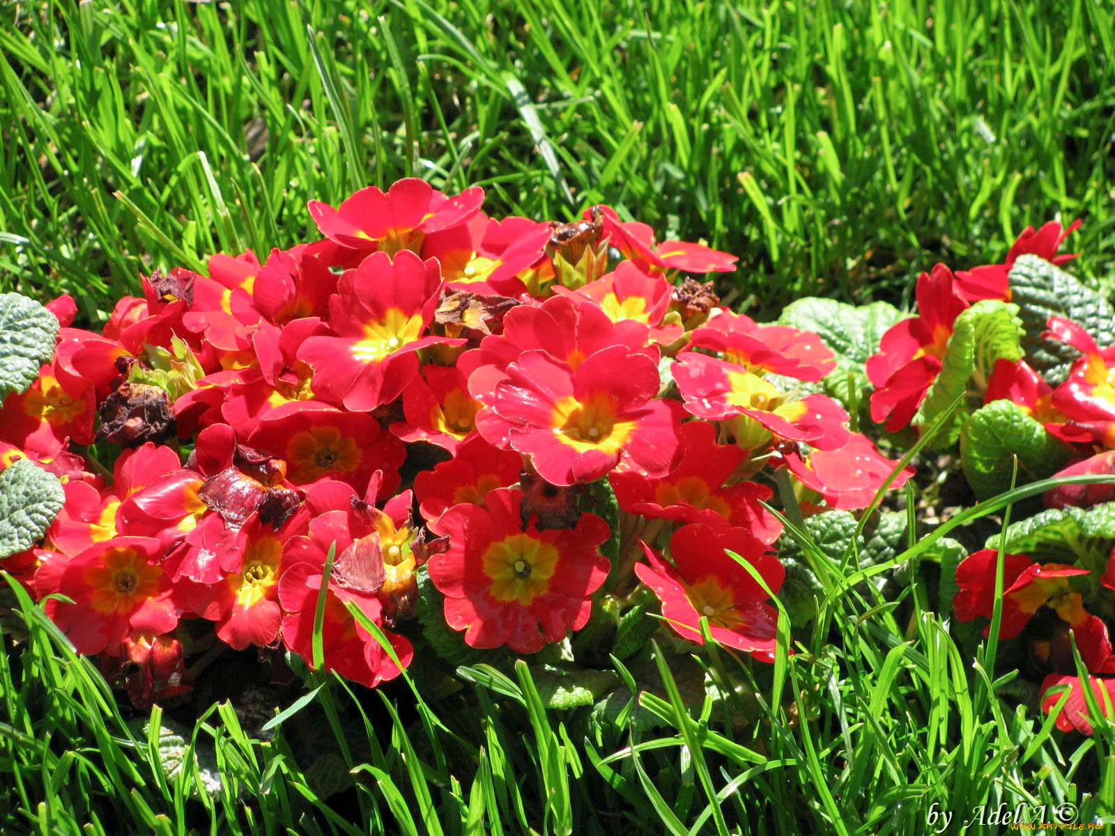 цветы, примулы, примула