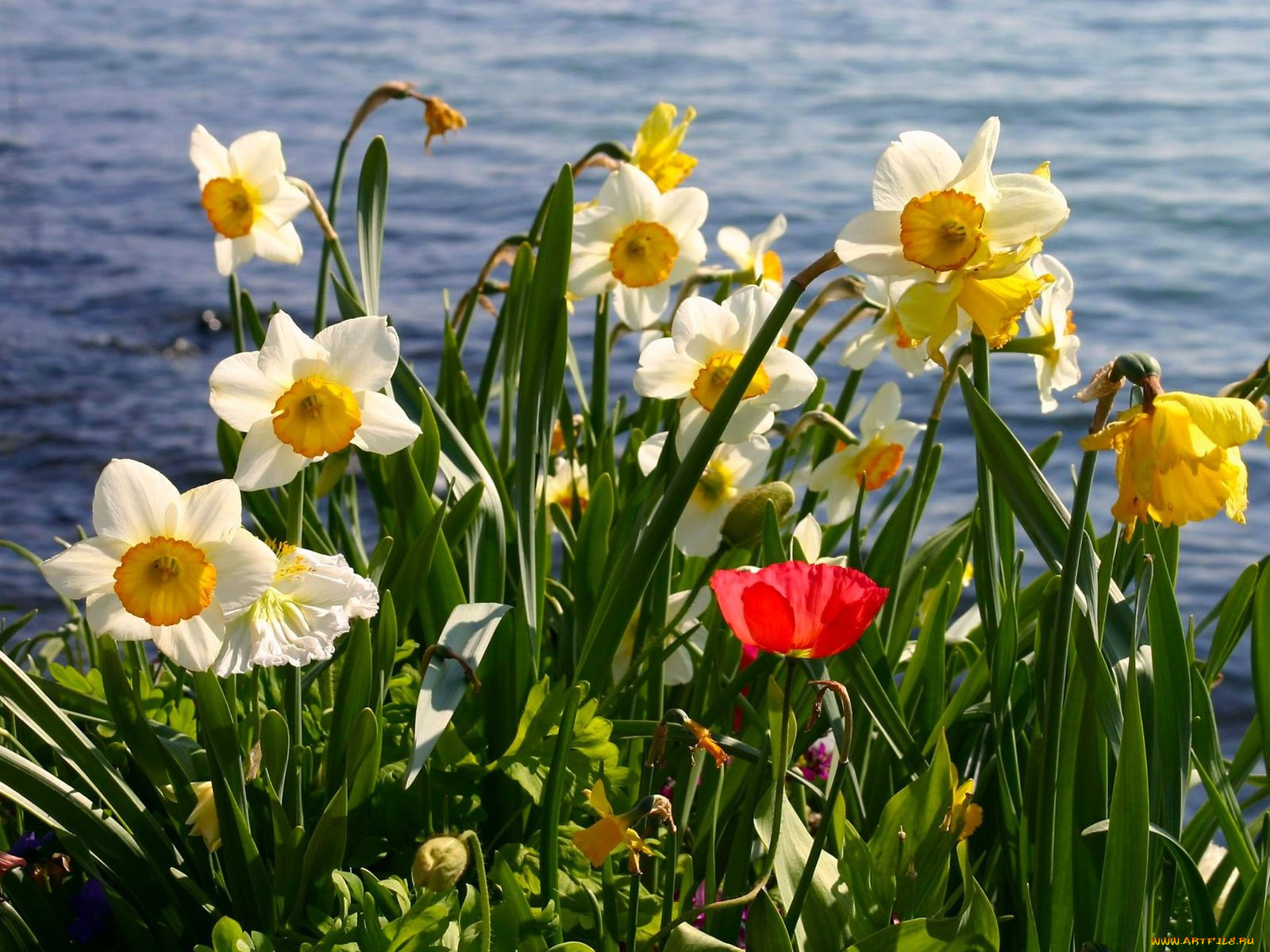 цветы, разные, вместе