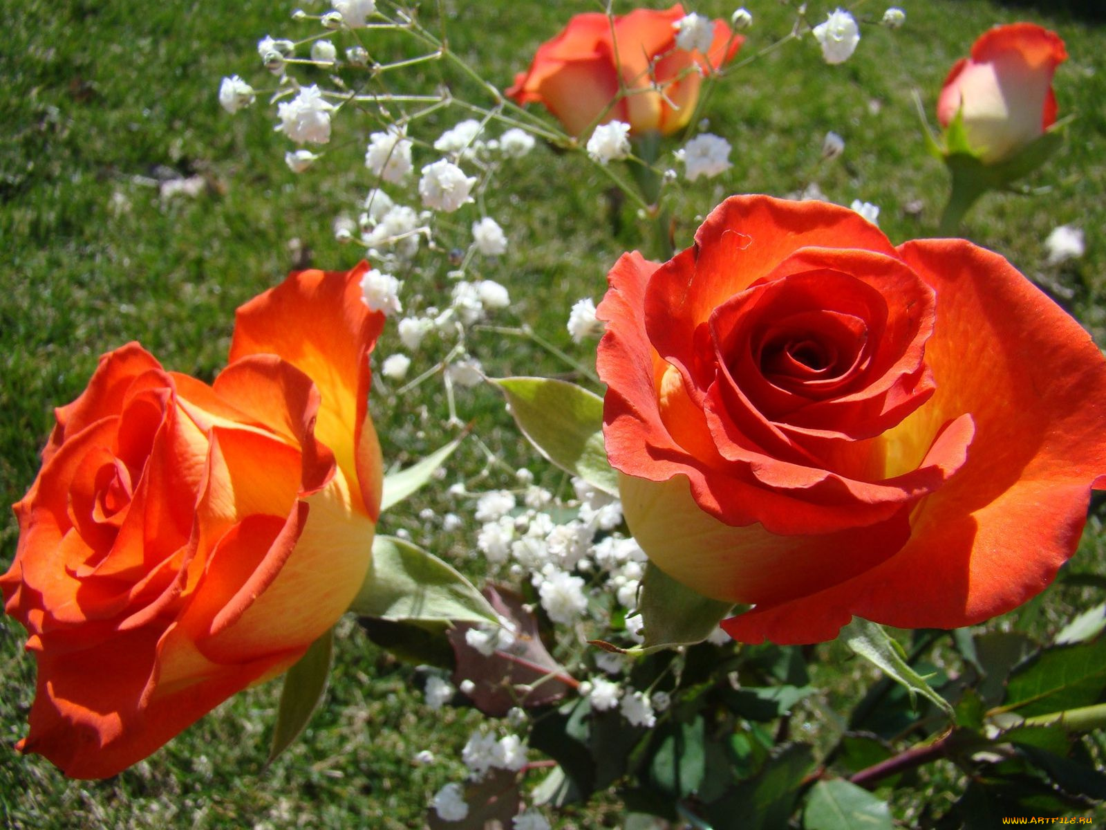 цветы, розы