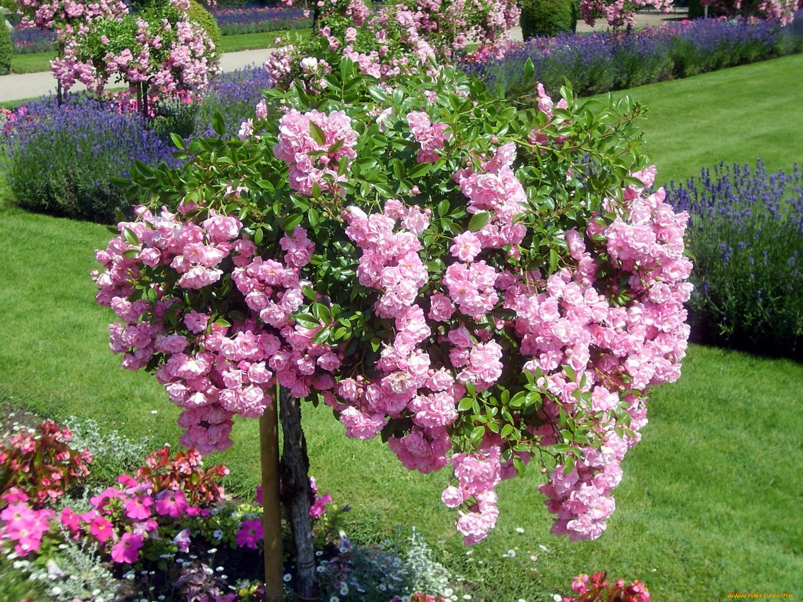 цветы, розы