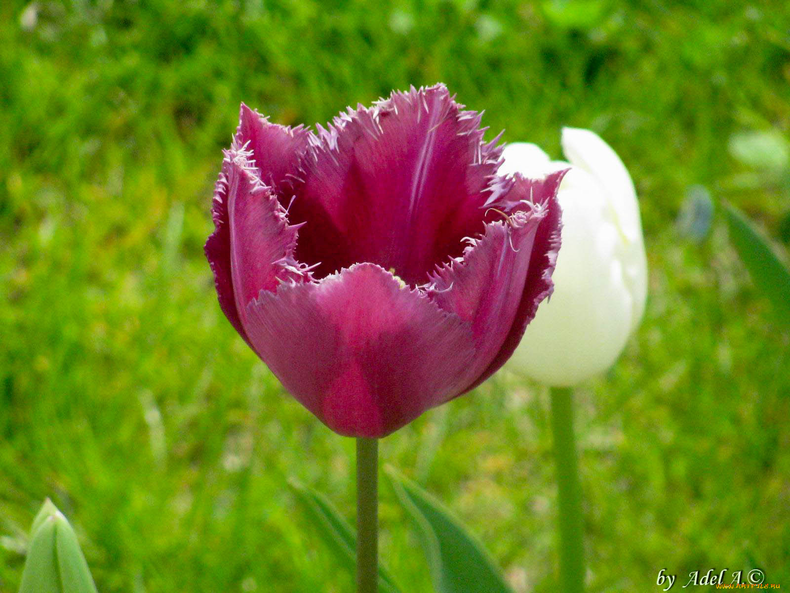 цветы, тюльпаны