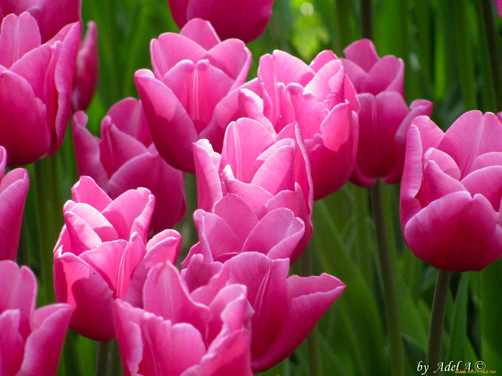 цветы, тюльпаны