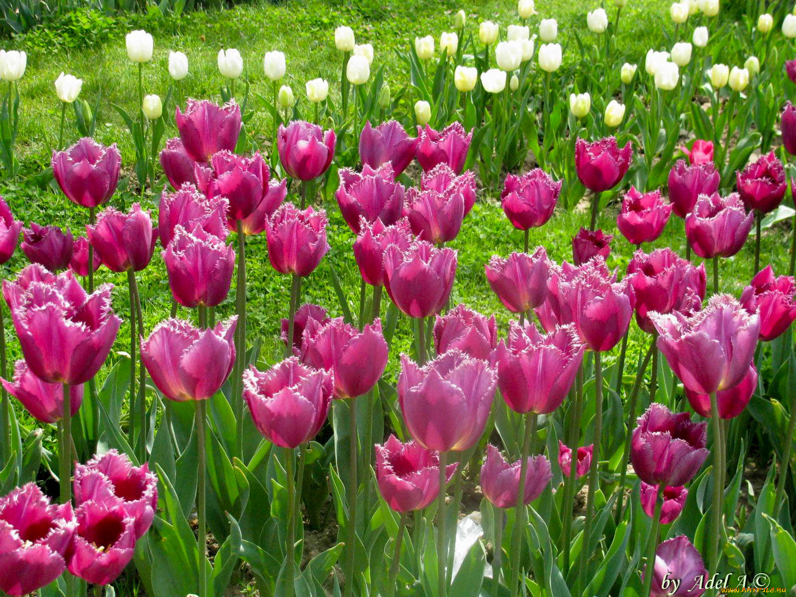 цветы, тюльпаны