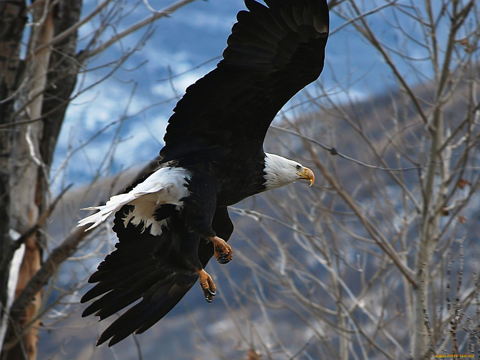 животные, птицы, хищники