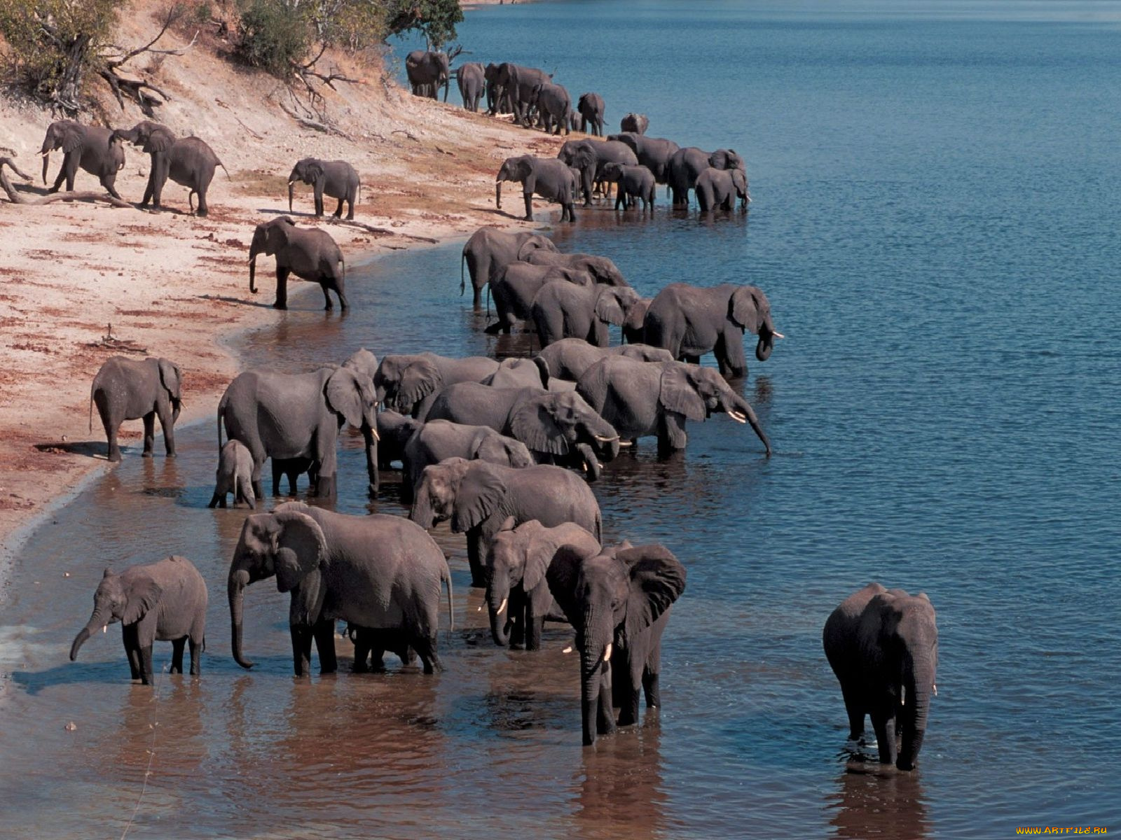 животные, слоны