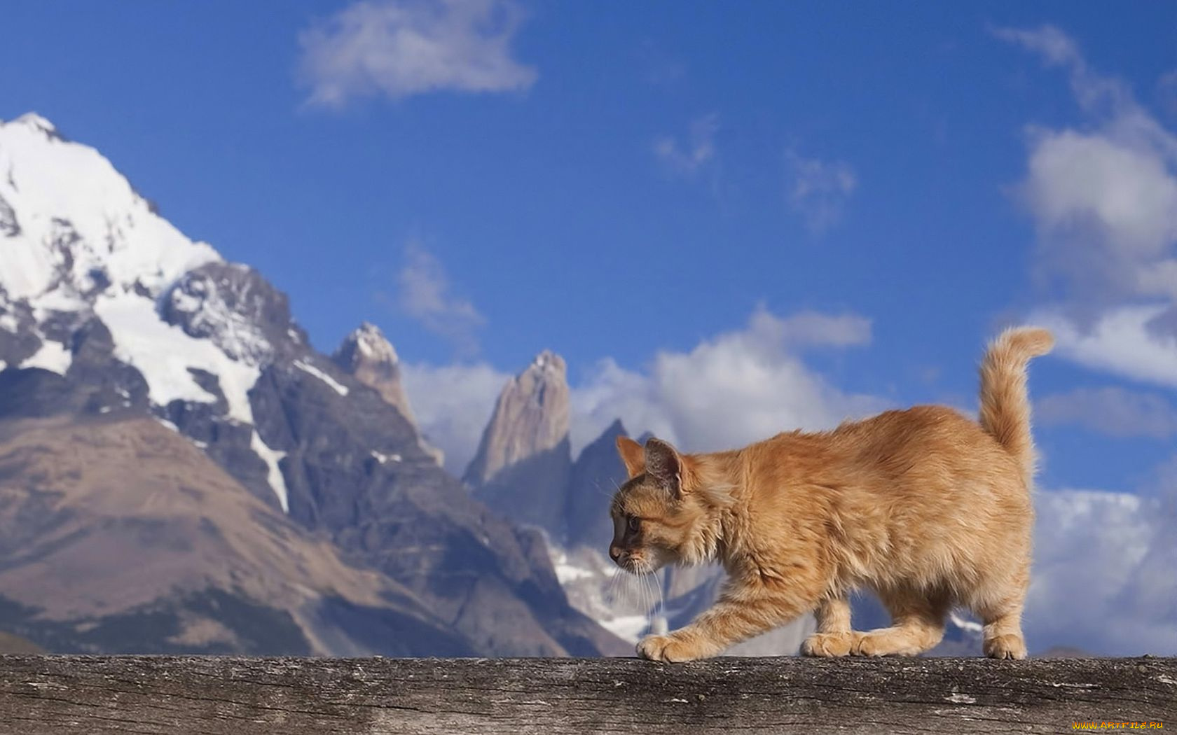 животные, коты