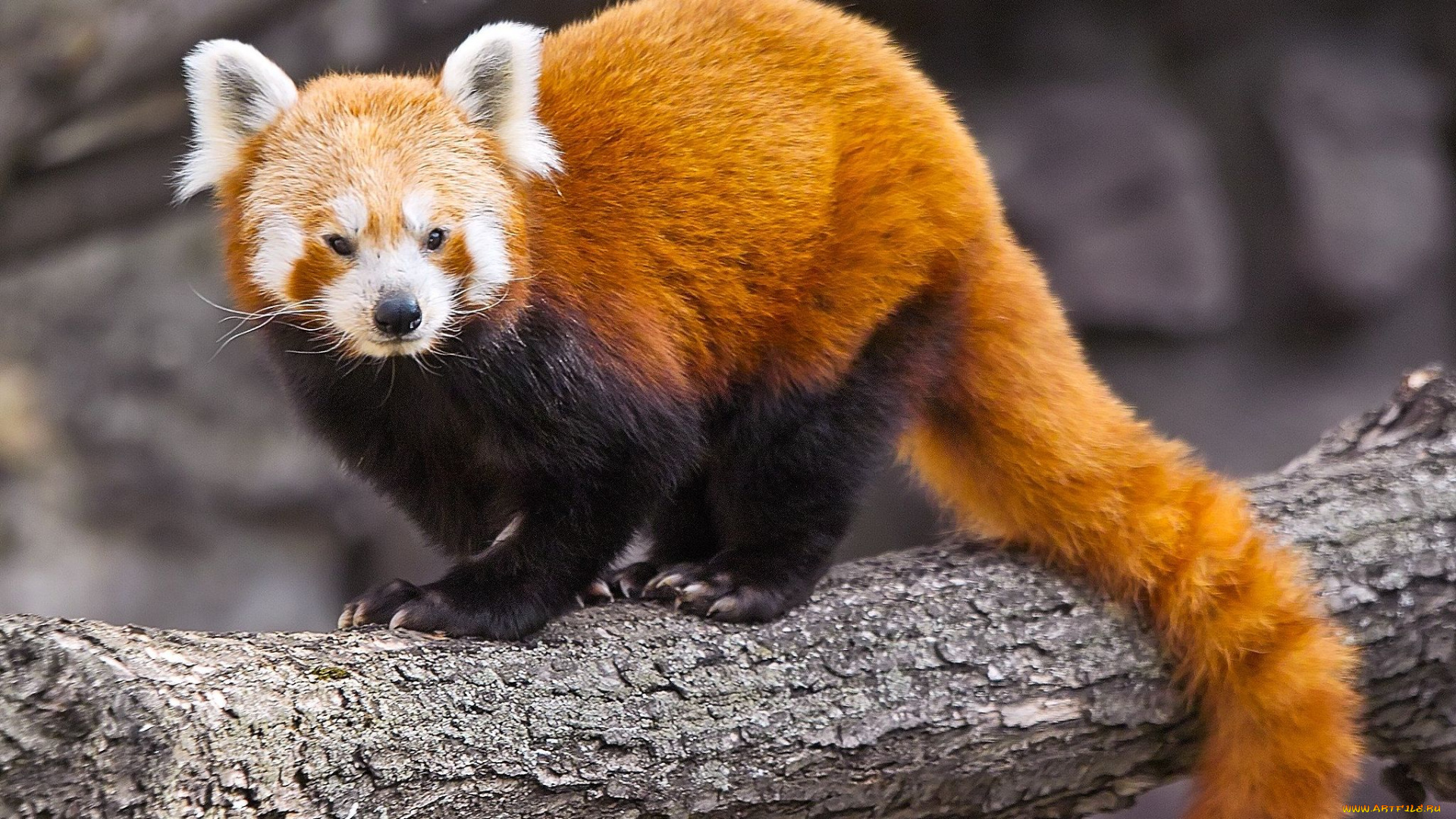 автор, игорь, андронов, животные, панды