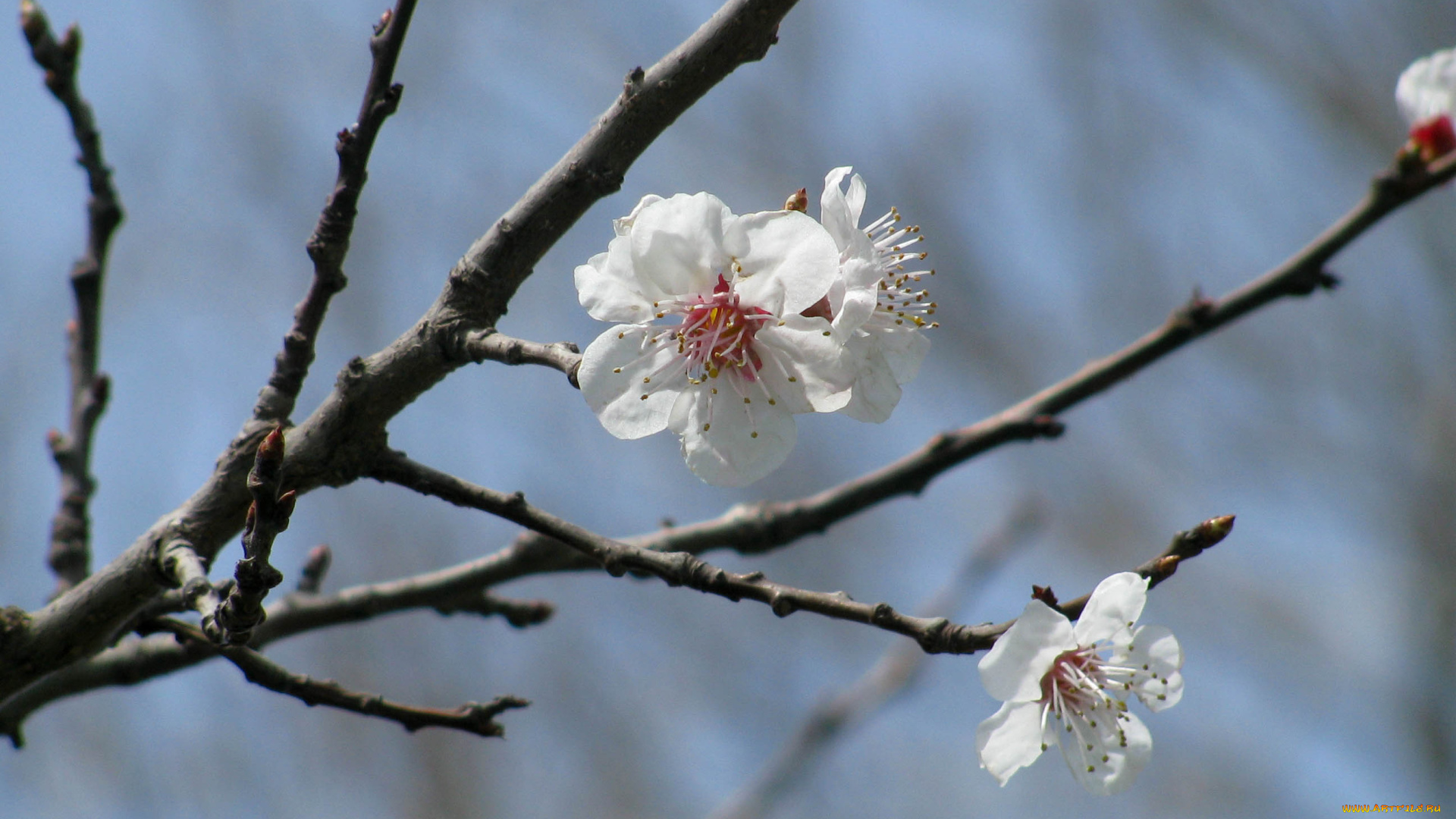 цветы, цветущие, деревья, кустарники