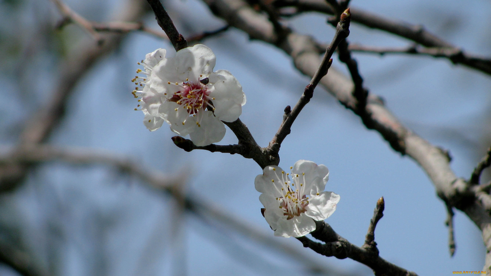 цветы, цветущие, деревья, кустарники