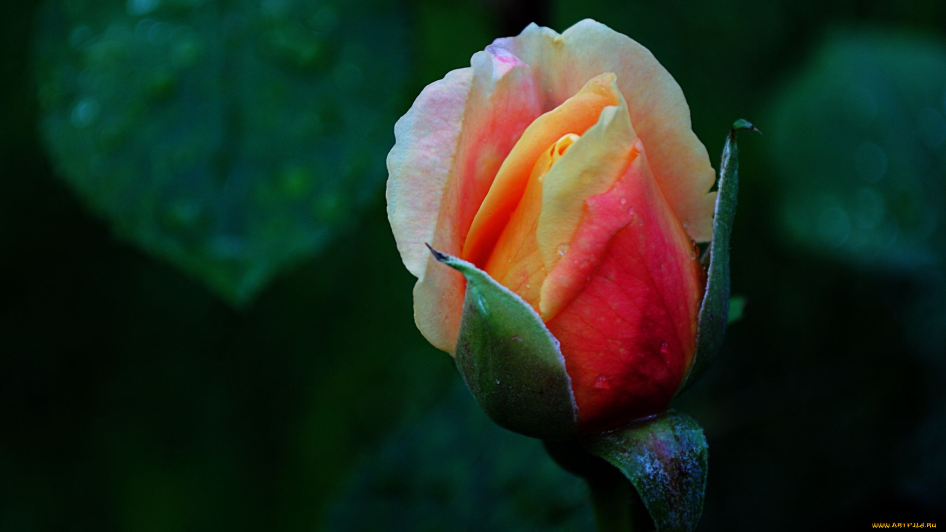 цветы, розы