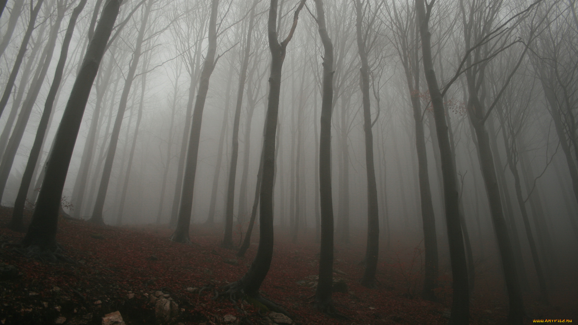 природа, лес