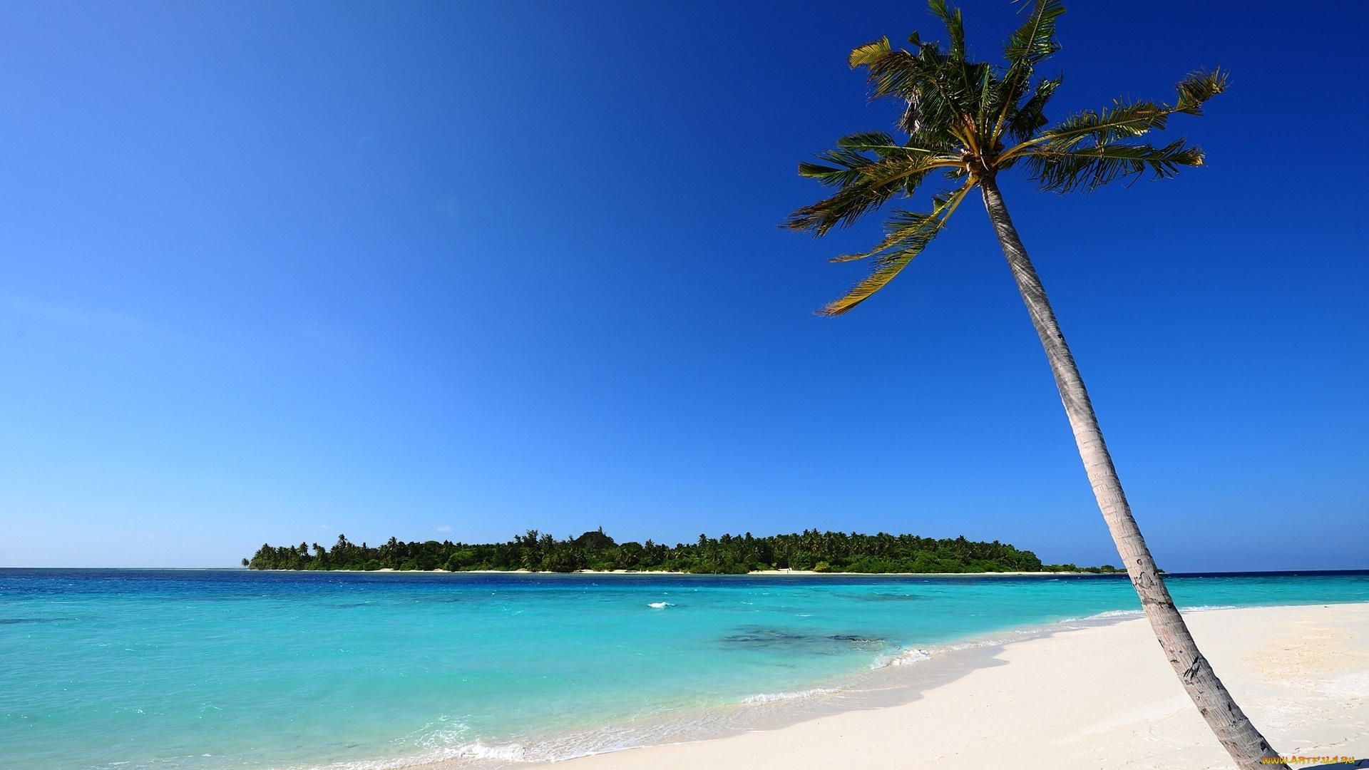 природа, тропики