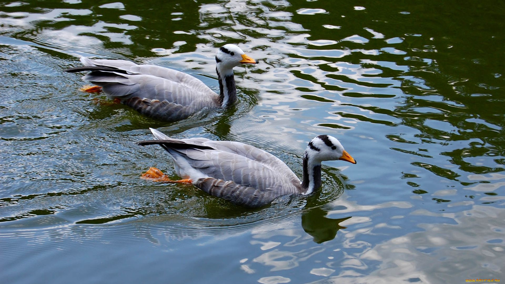 животные, гуси