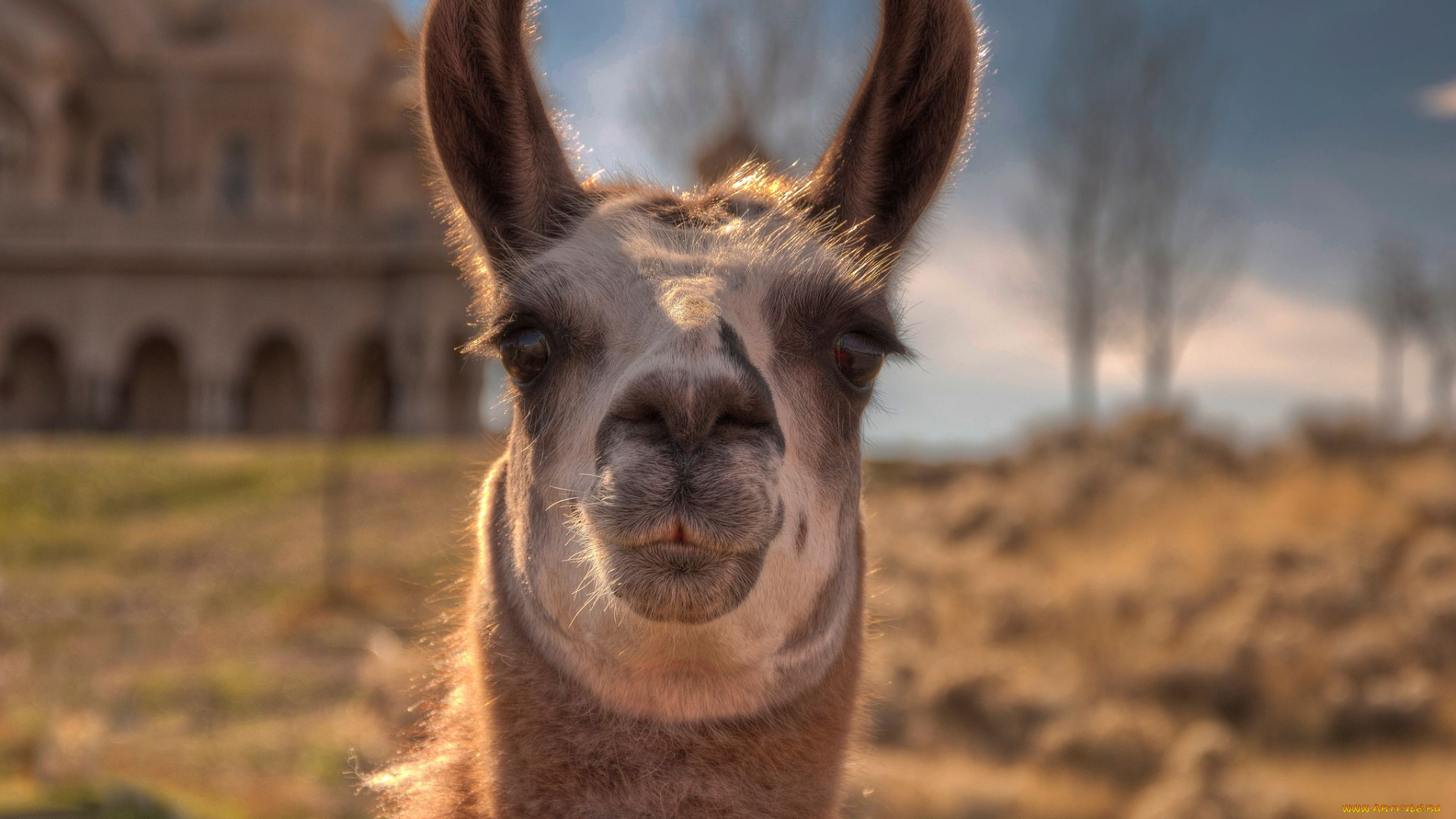 животные, ламы