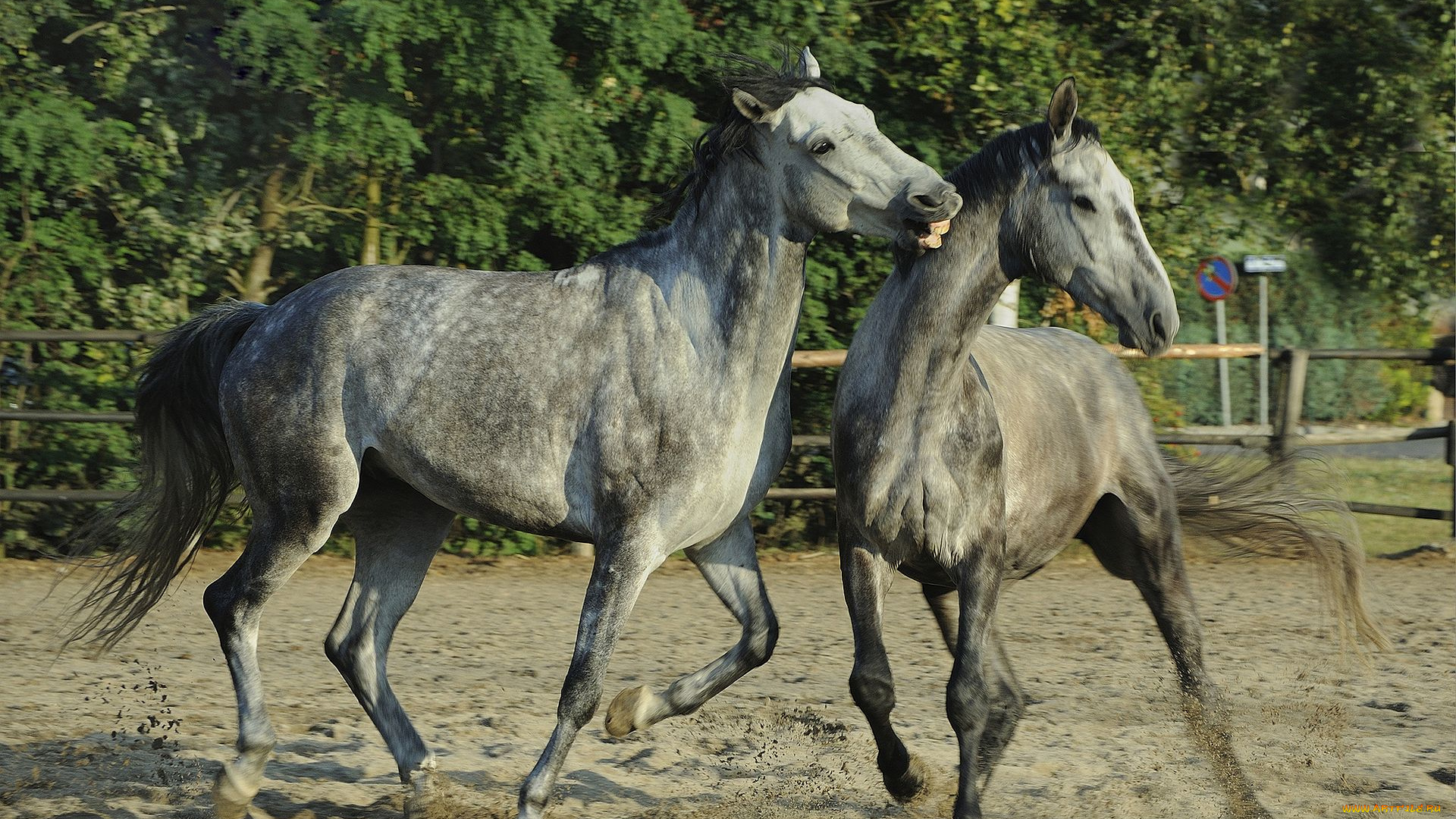 животные, лошади