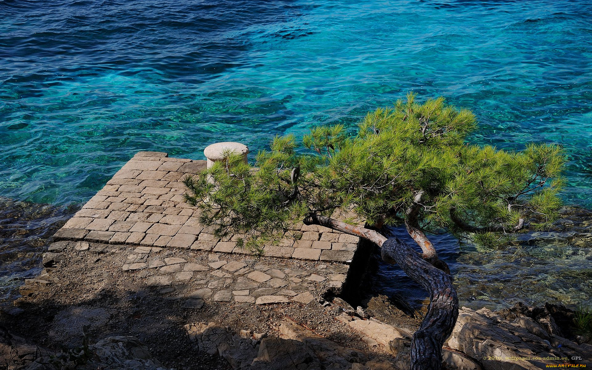 природа, деревья