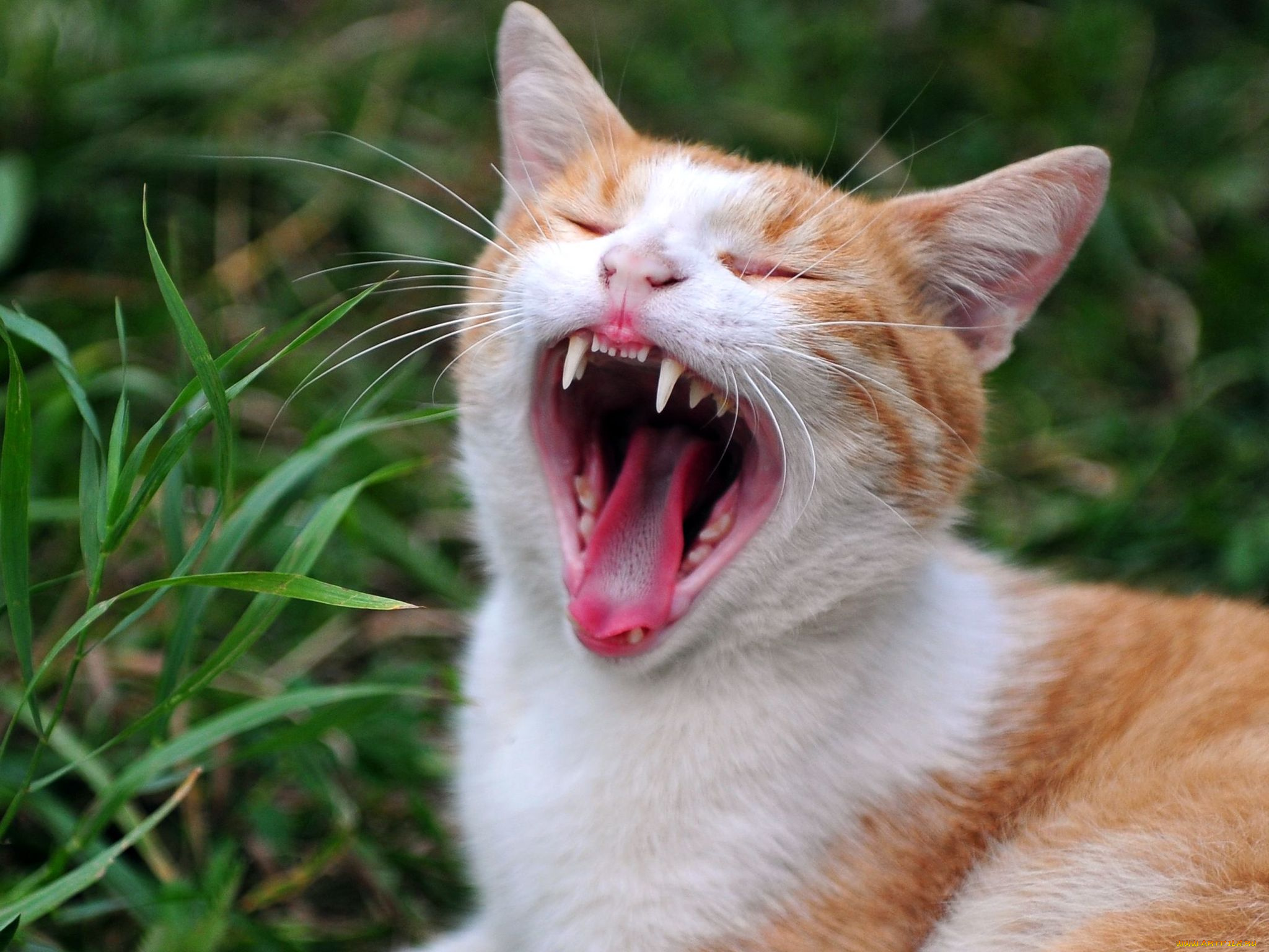 авт, сотсков, николай, животные, коты