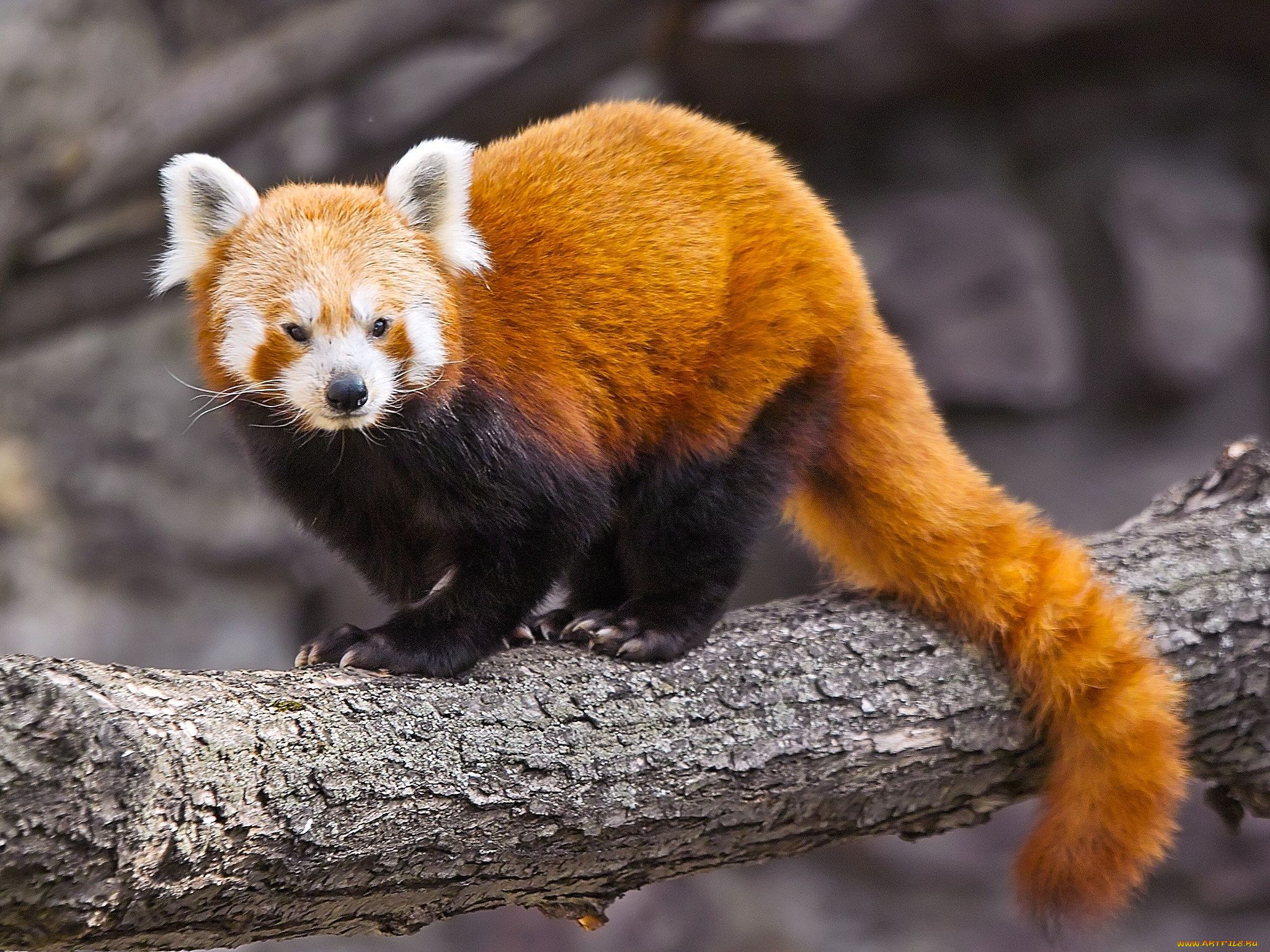 автор, игорь, андронов, животные, панды