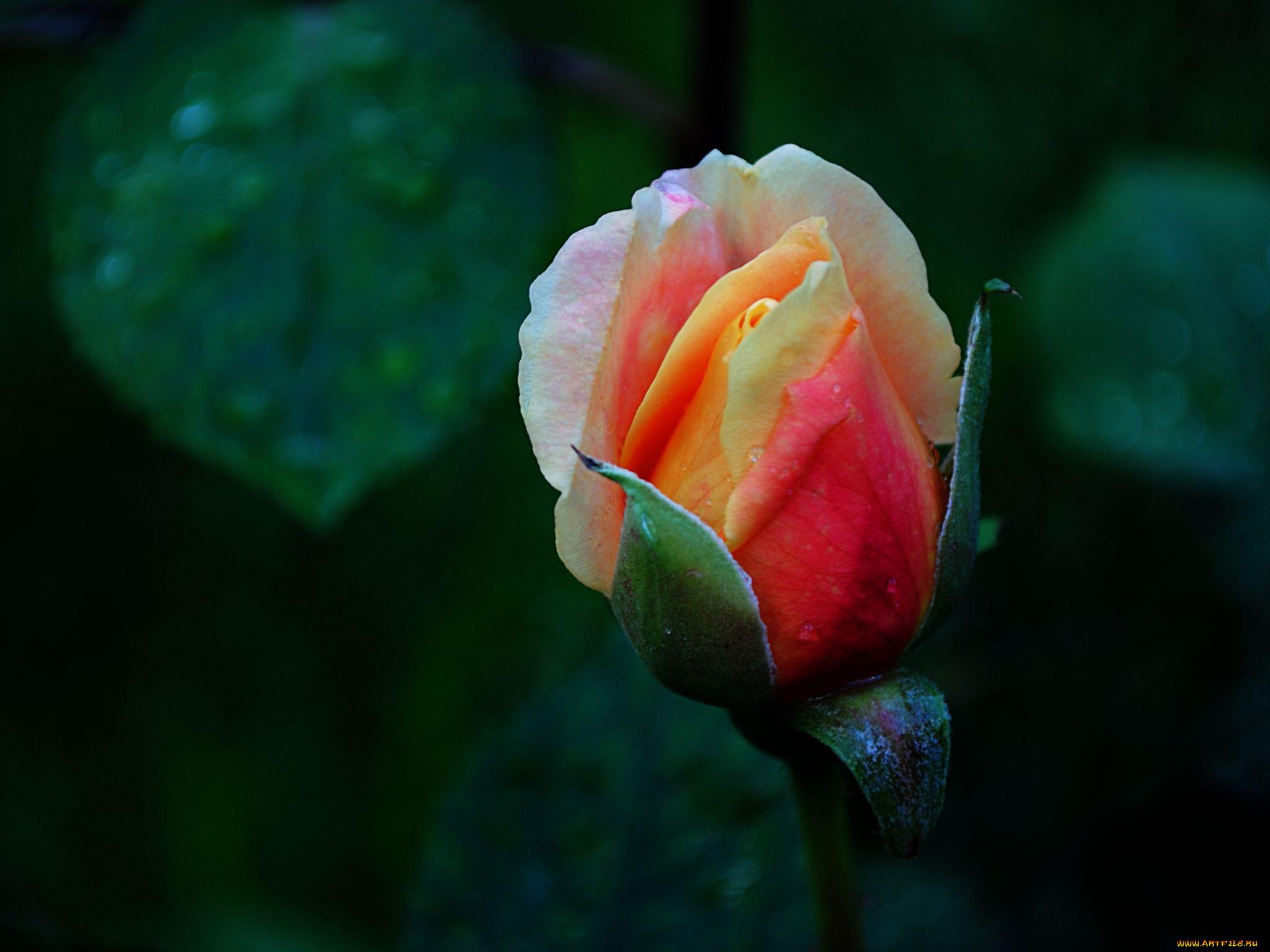 цветы, розы