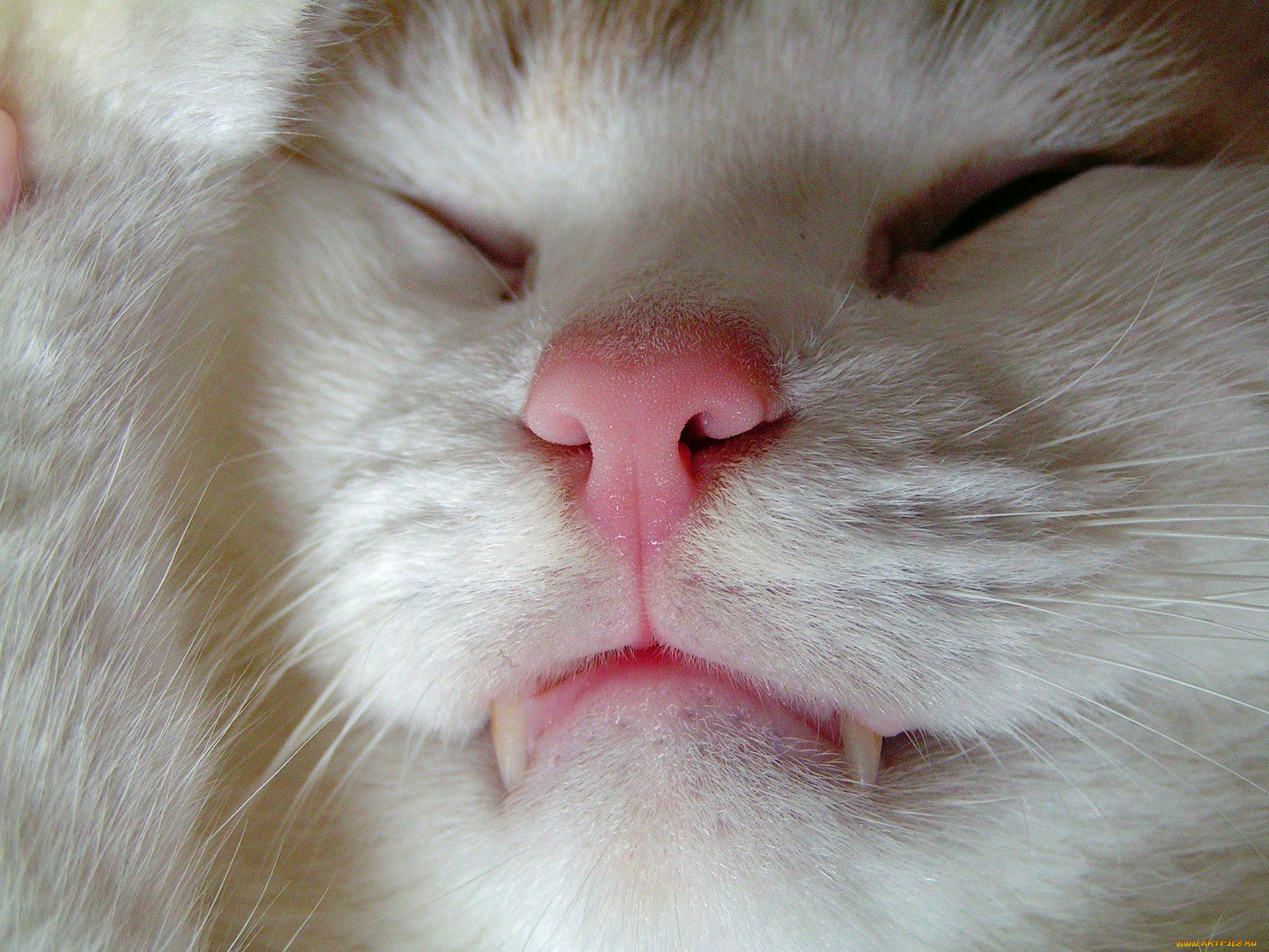 животные, коты