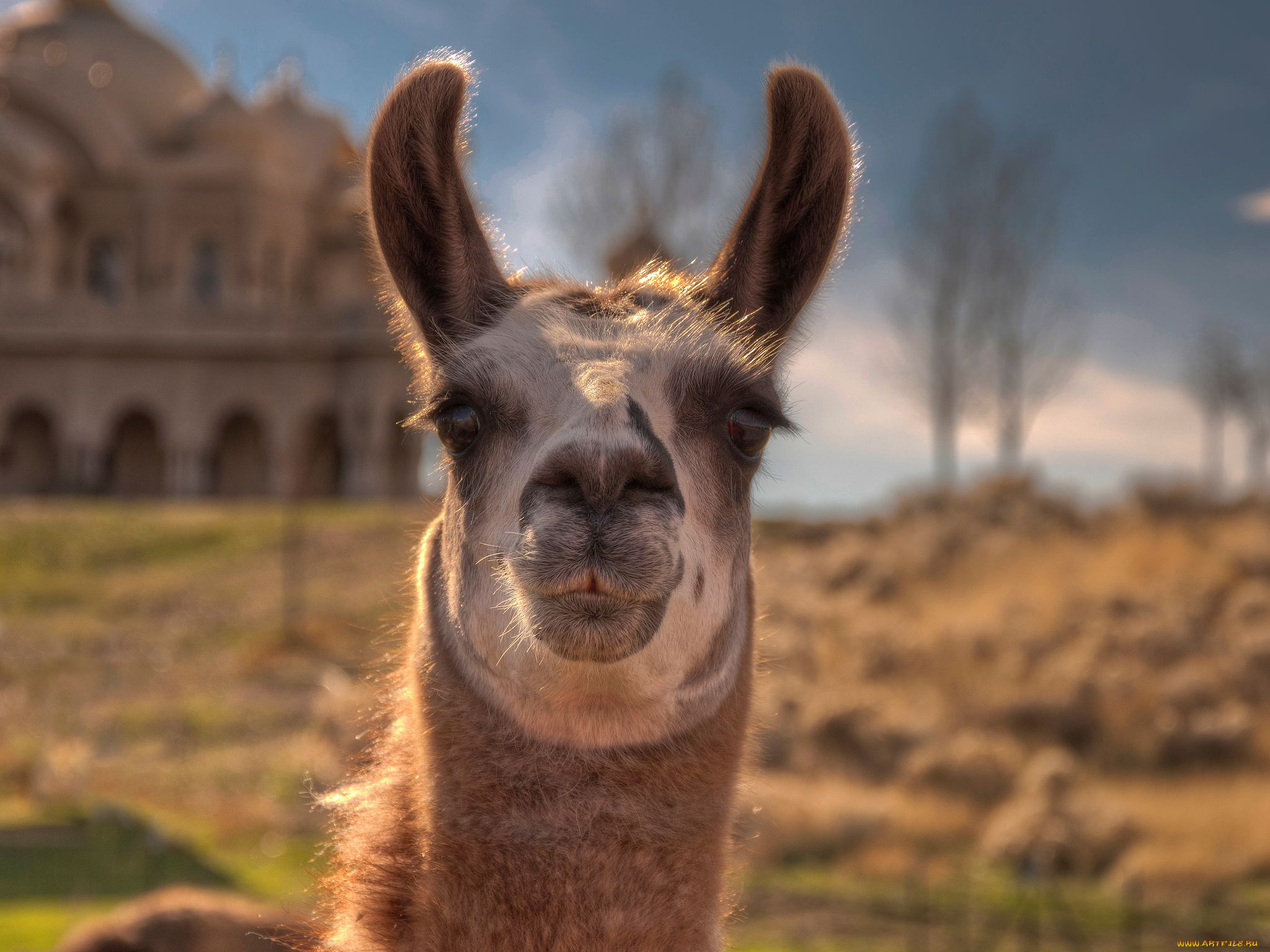 животные, ламы