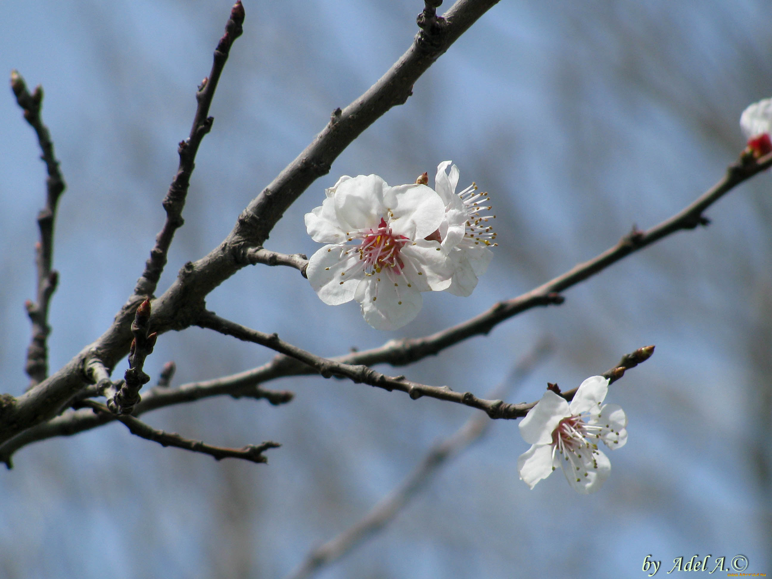 цветы, цветущие, деревья, кустарники