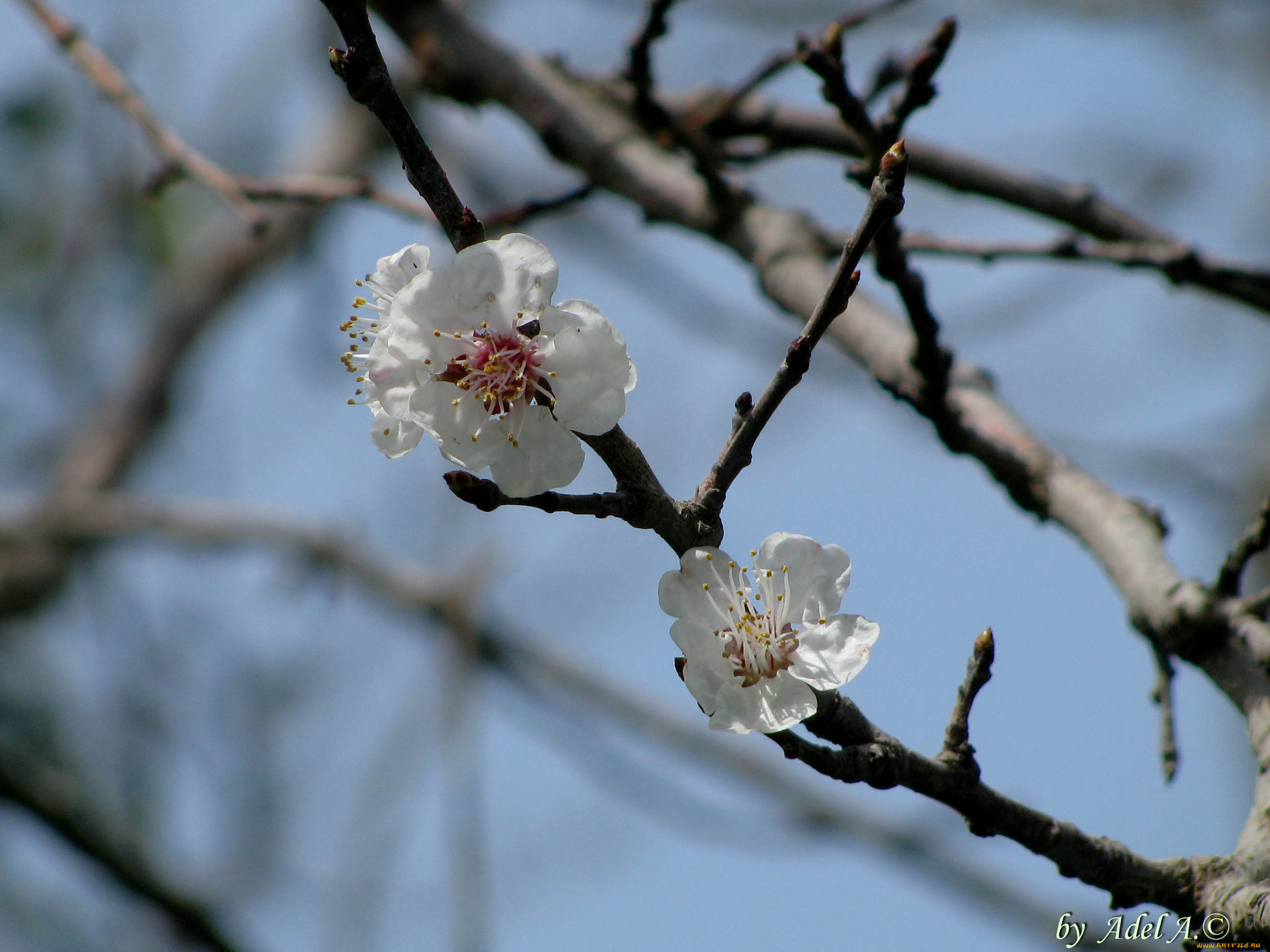цветы, цветущие, деревья, кустарники