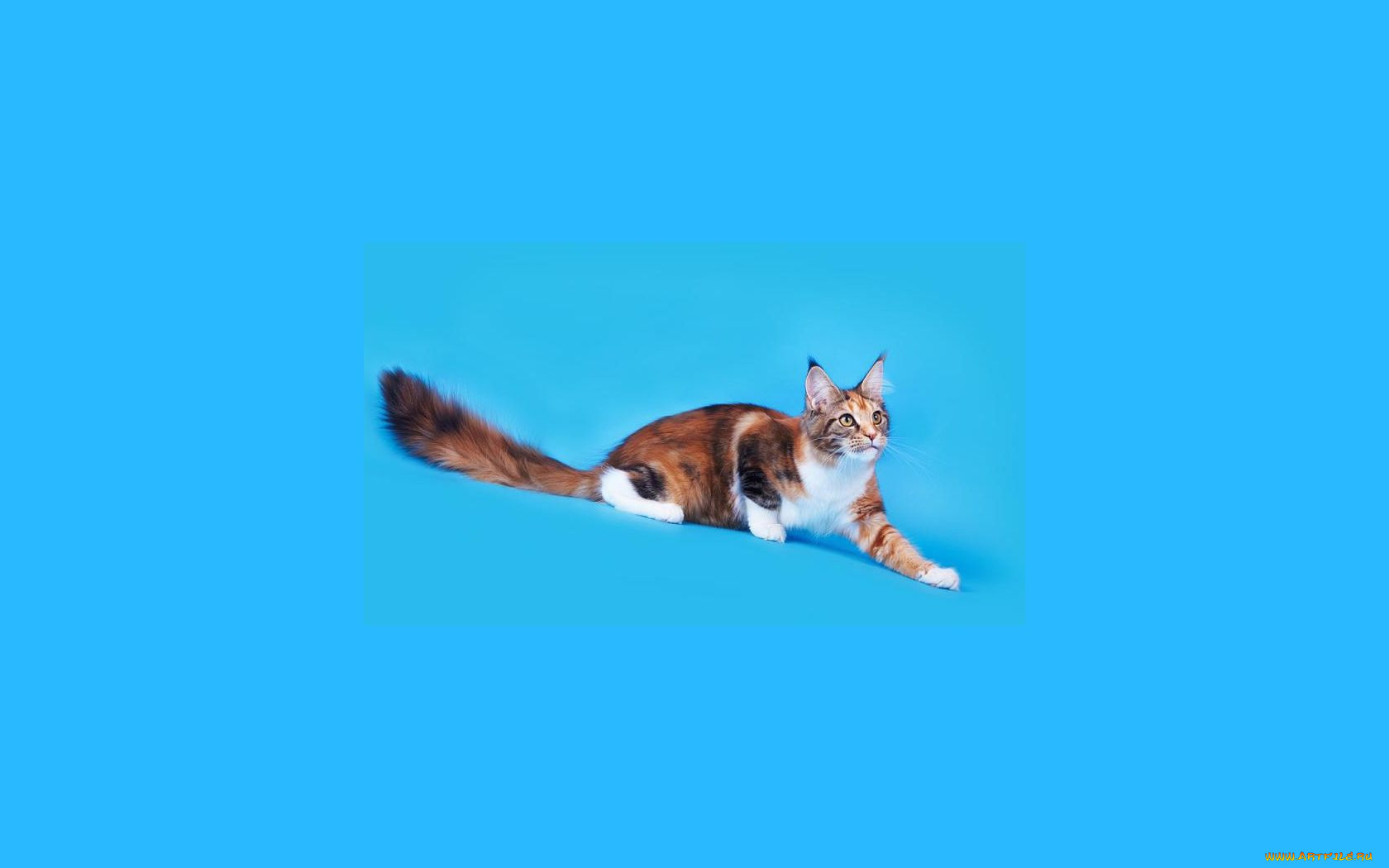 животные, коты, мейн-кун