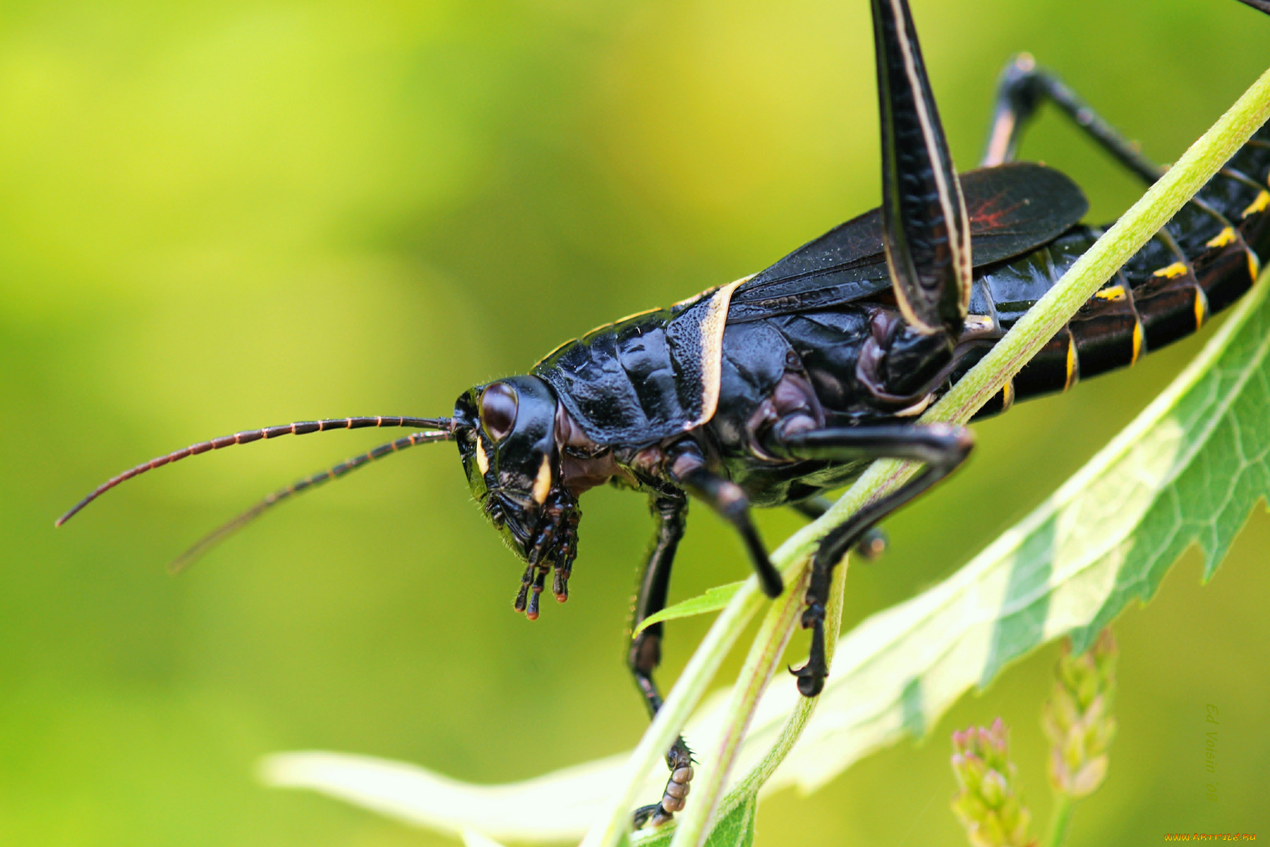 животные, кузнечики, саранча, кузнечик