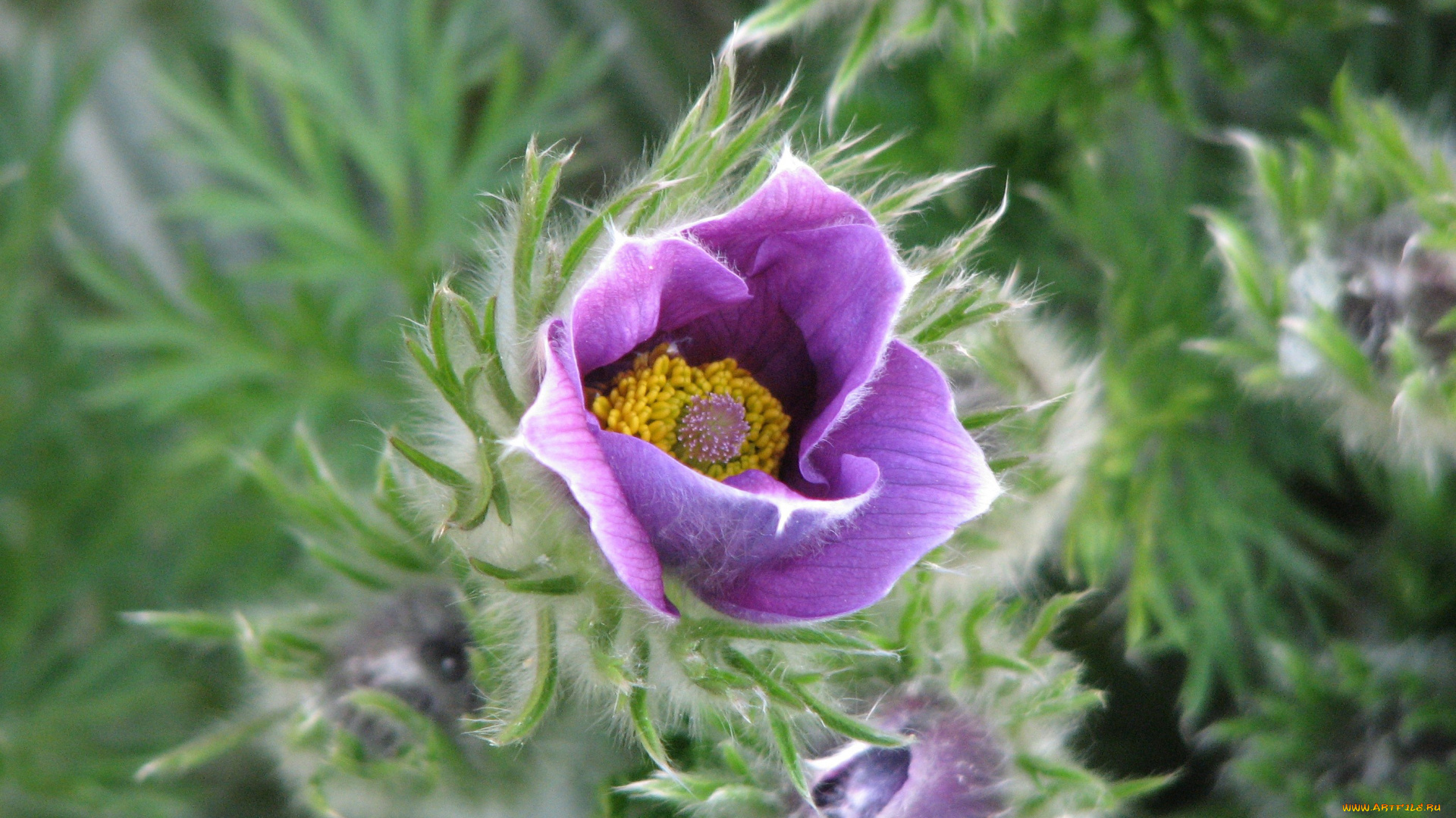 цветы, анемоны, адонисы, фиолетовый, пушистый, весна