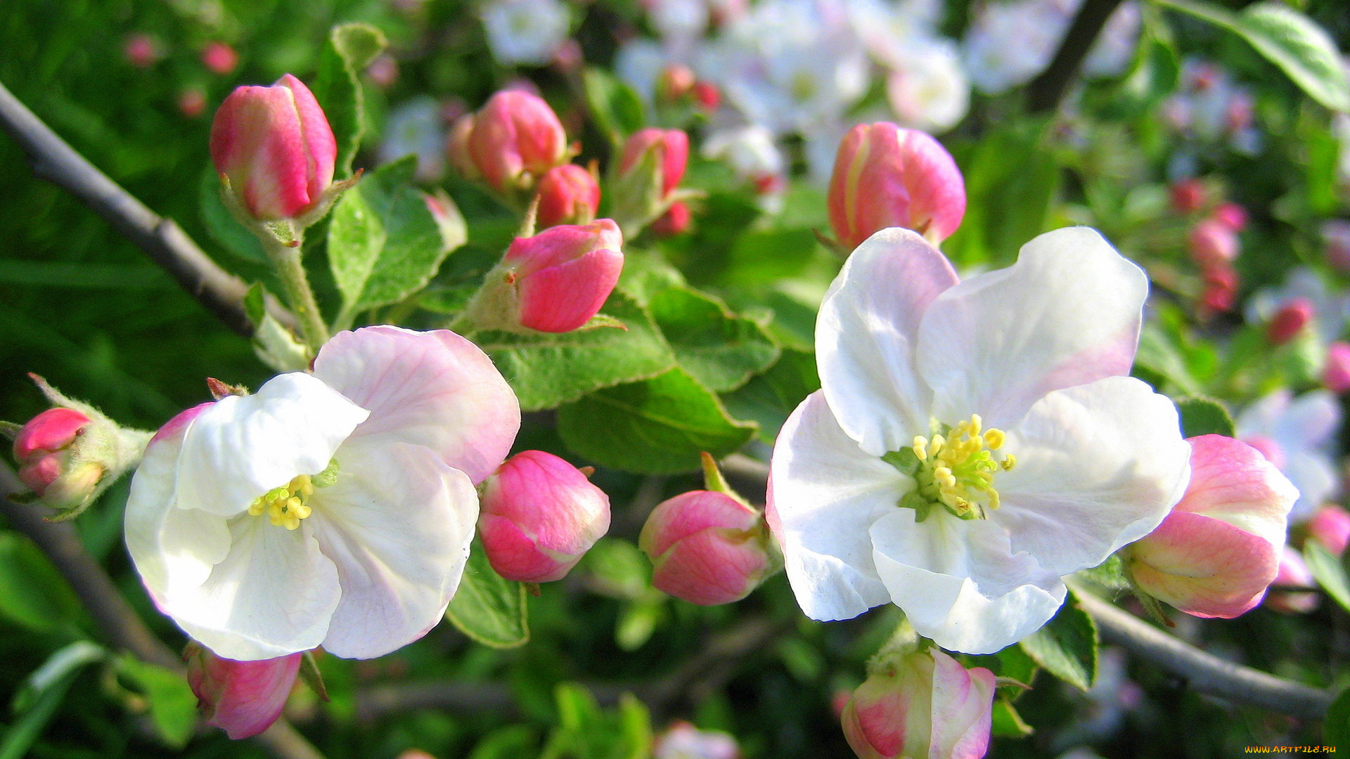 цветы, цветущие, деревья, кустарники, весна, яблоня, розовыбелый