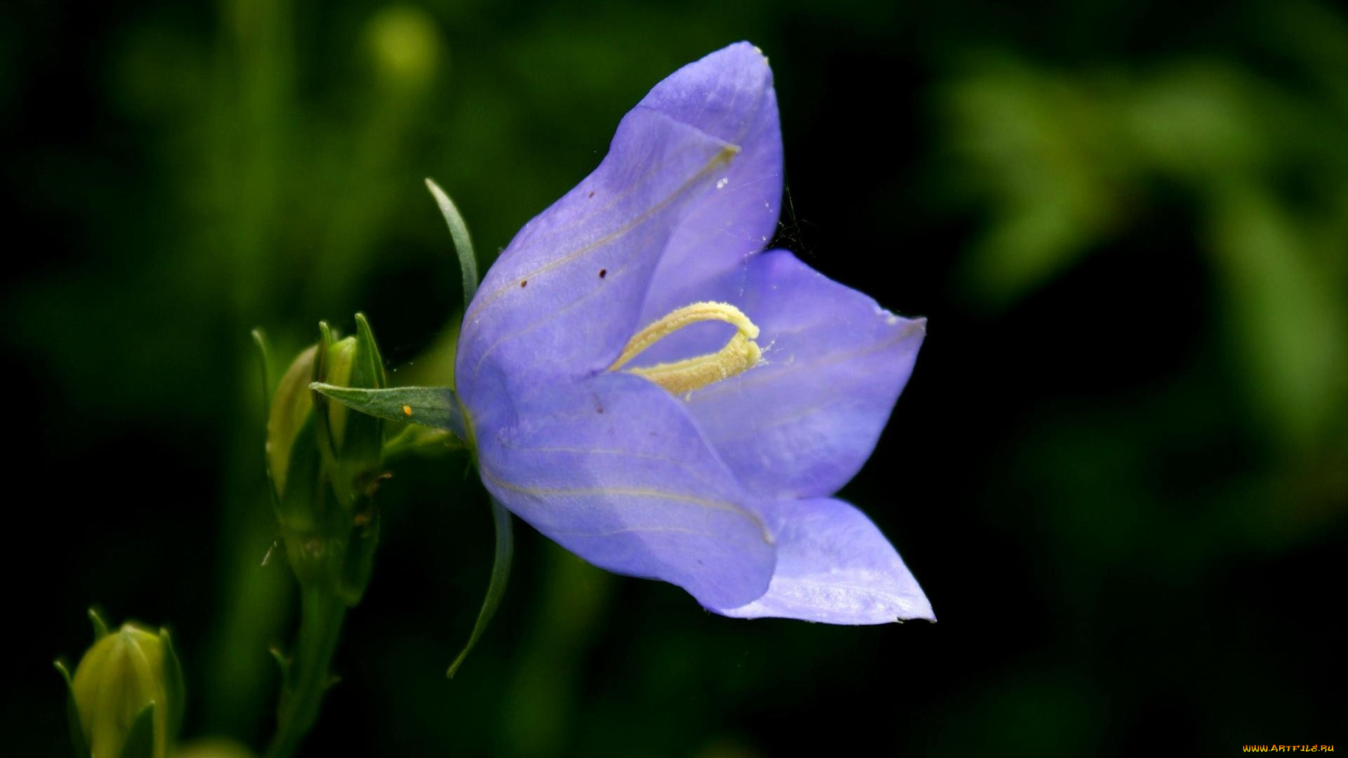 цветы, колокольчики, фиолетовый