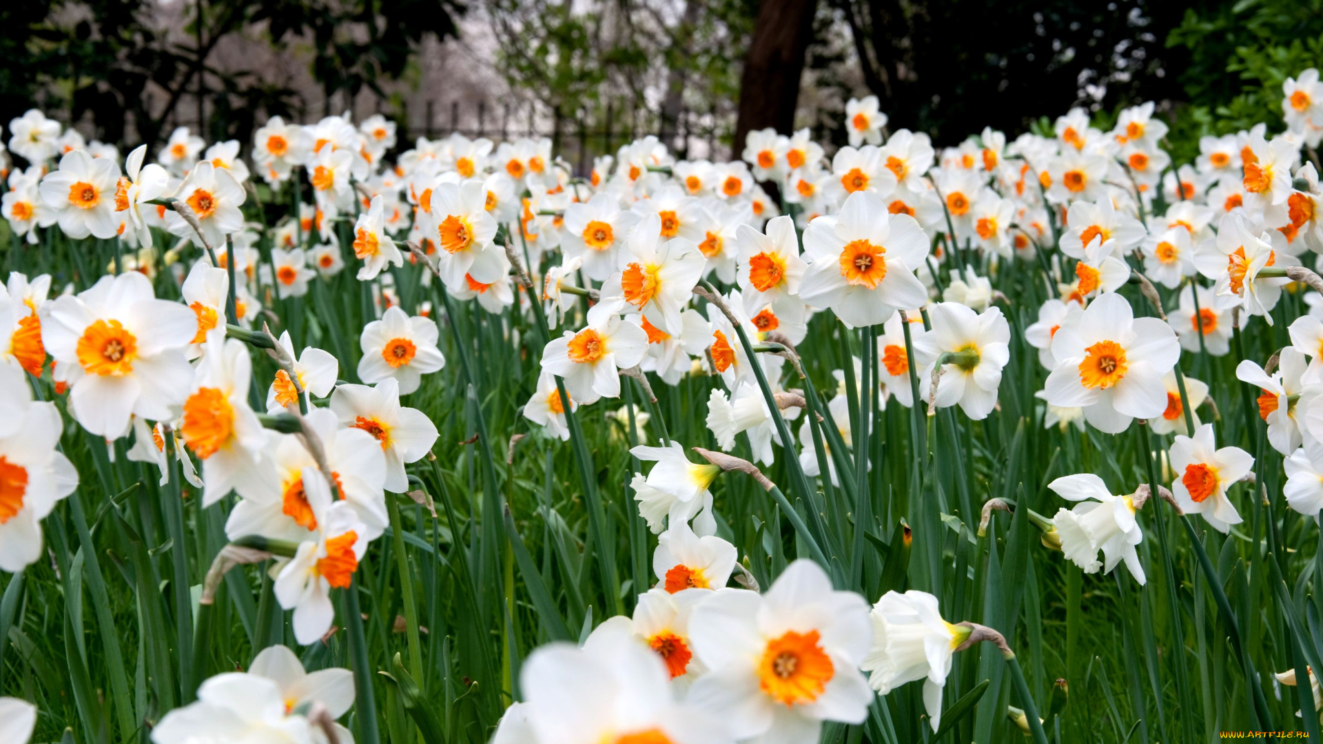 цветы, нарциссы, белый, много