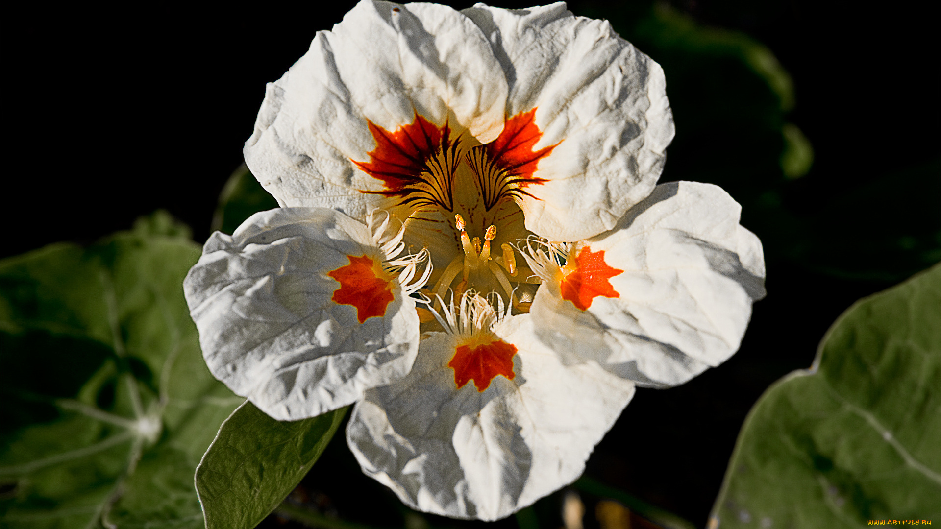 цветы, настурции, листья