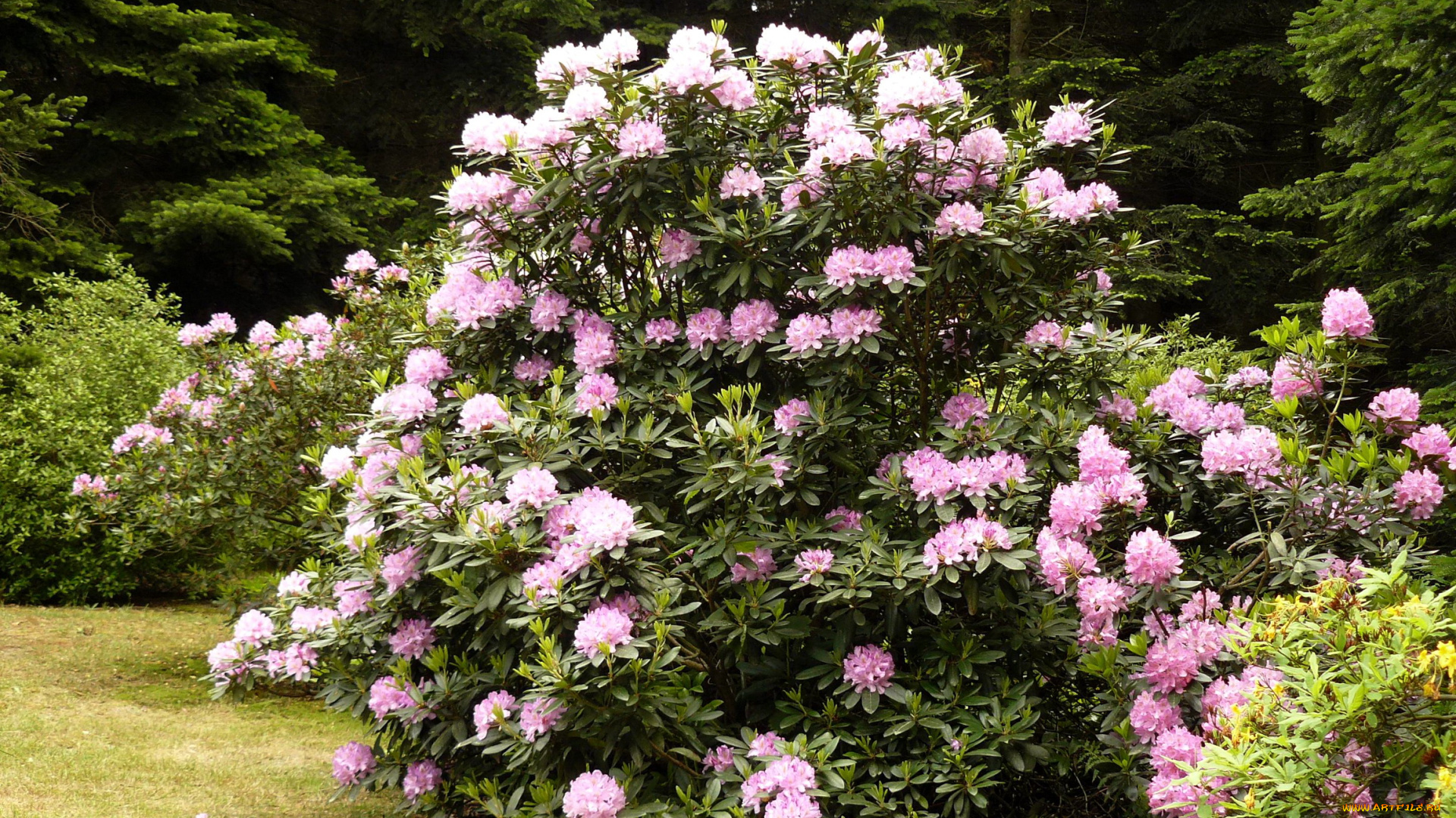 цветы, рододендроны, азалии, кусты, ели, азалия, рододендрон