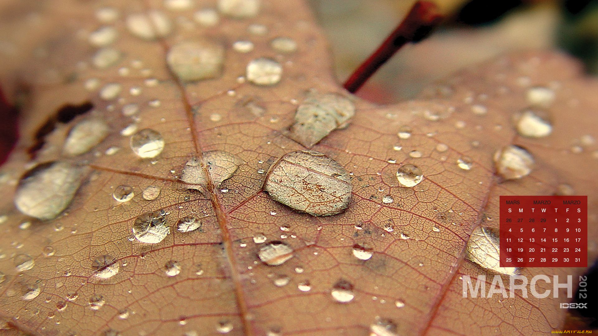 календари, природа, листок, капли