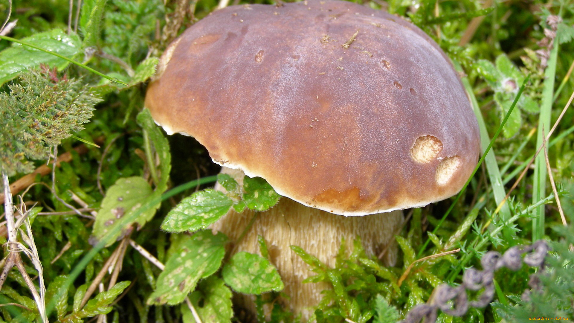 природа, грибы, трава, коричневая, шляпка