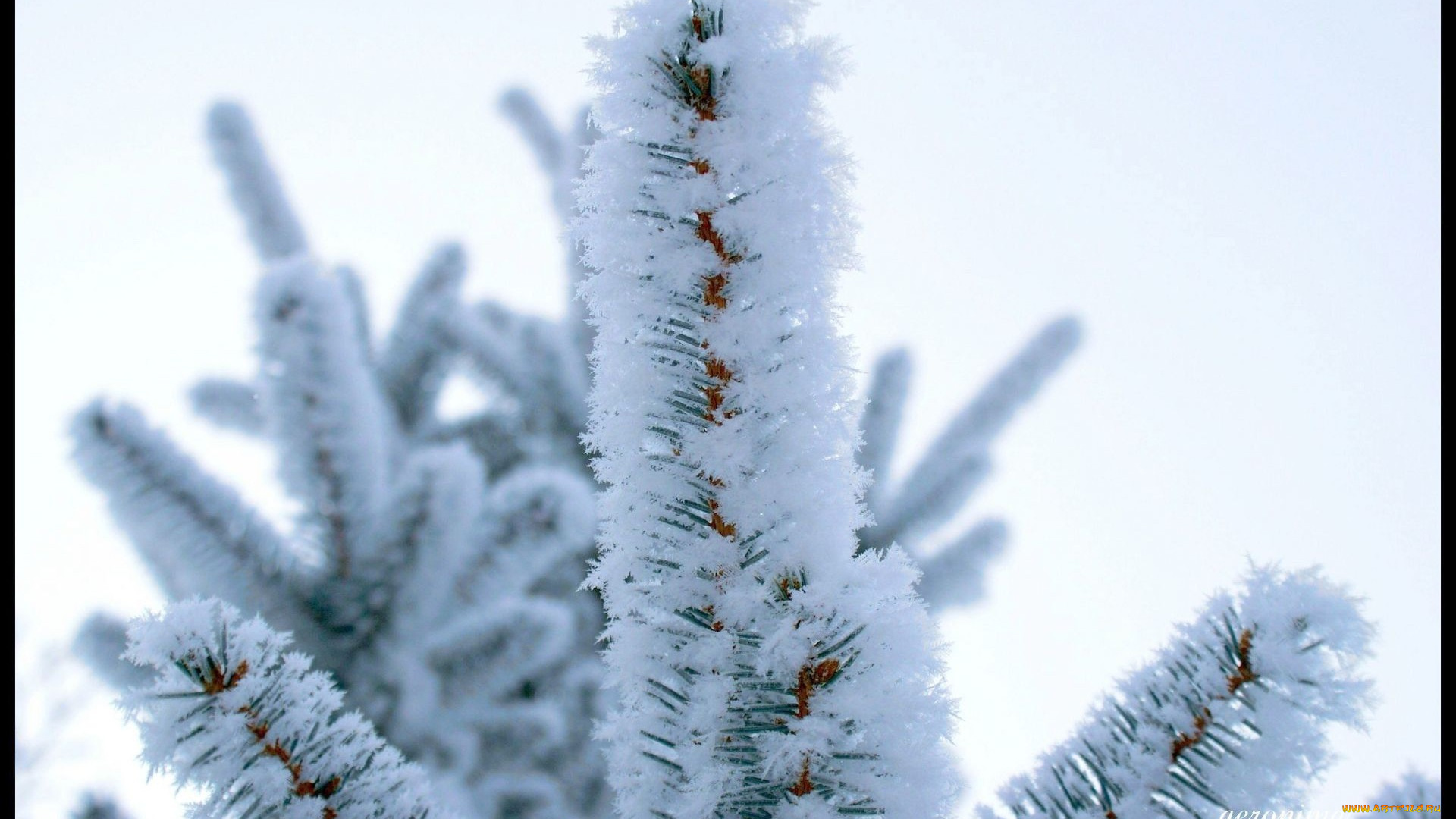 природа, макро, снег, еловая, ветка