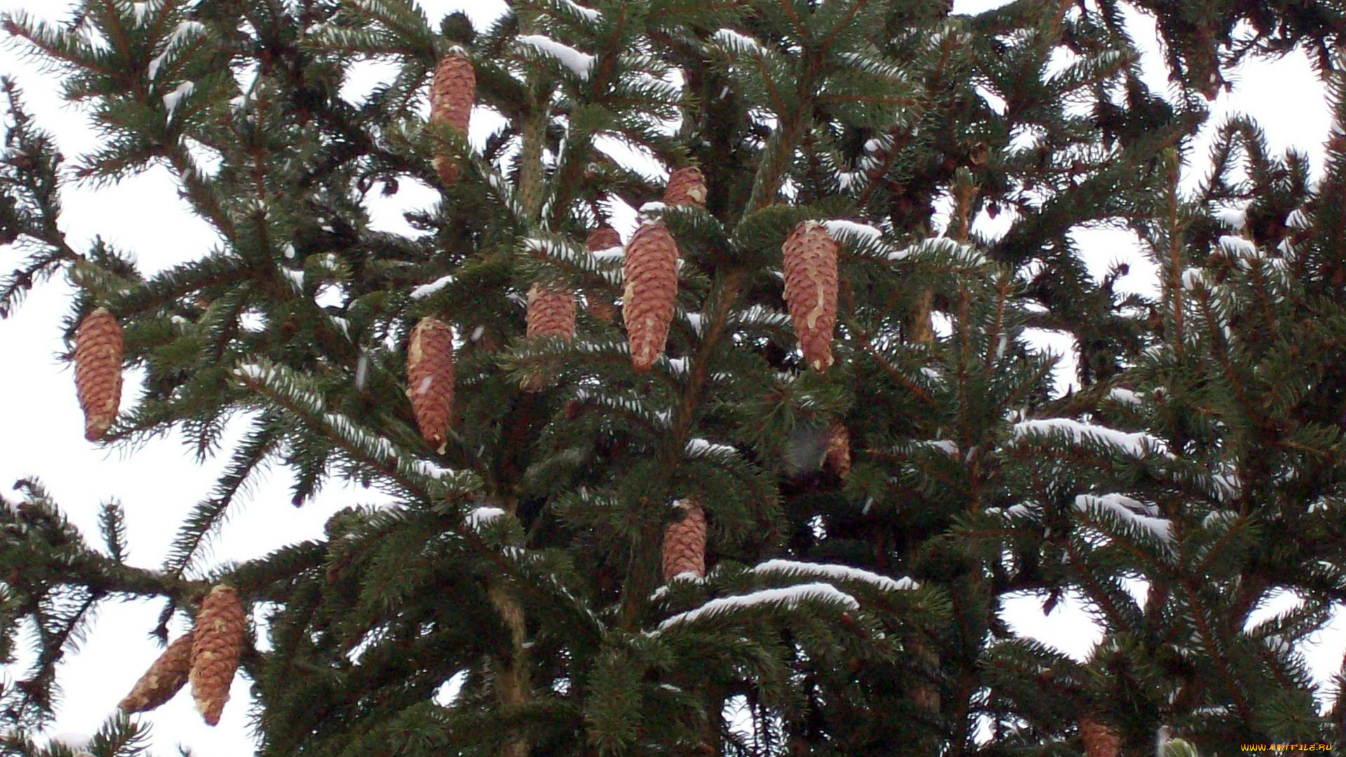 природа, шишки, жёлуди, каштаны, ель, снег