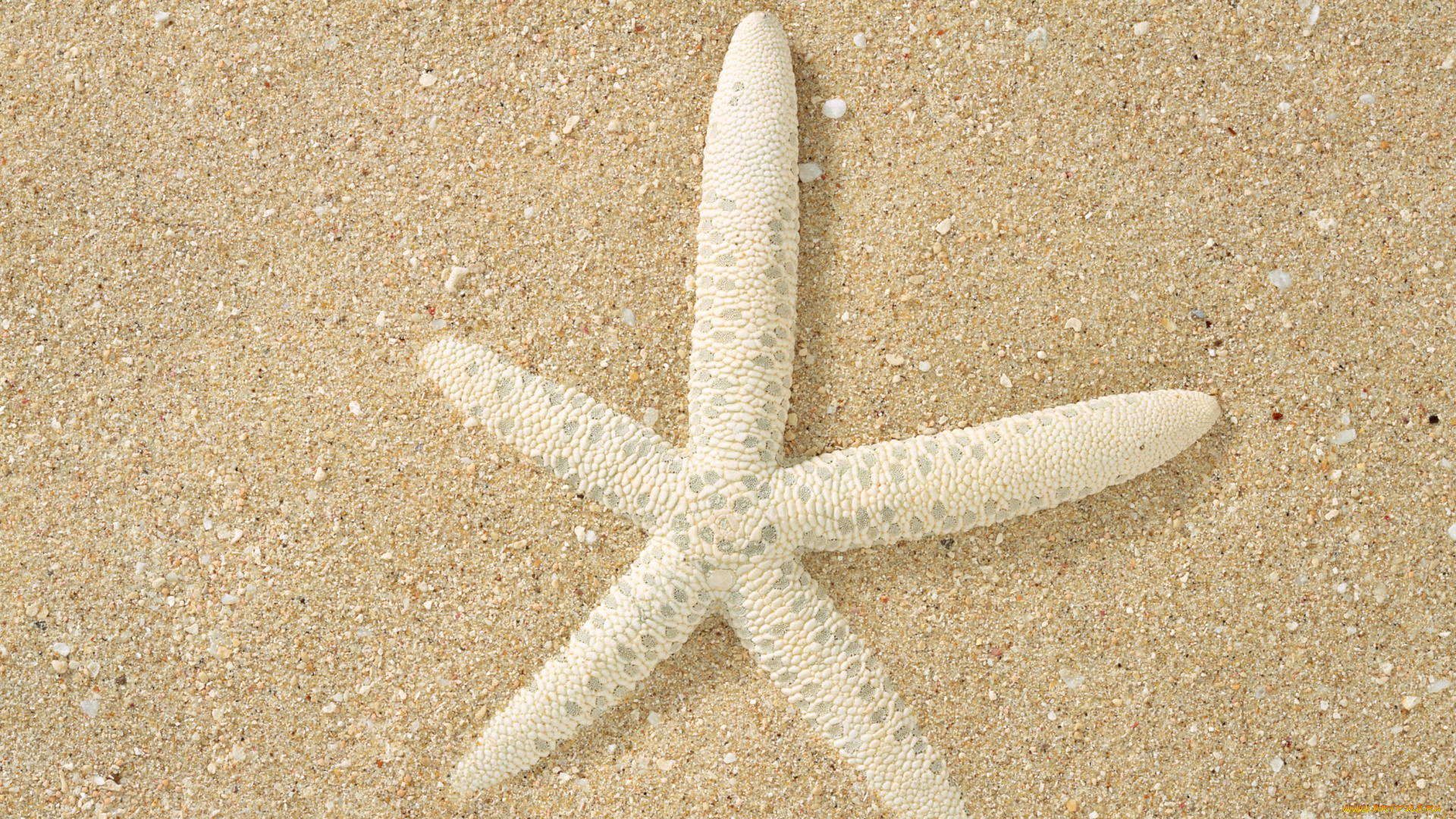 разное, ракушки, кораллы, декоративные, spa, камни, песок