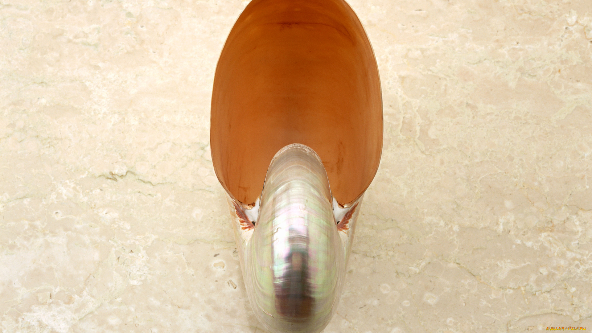 разное, ракушки, кораллы, декоративные, spa, камни, ракушка