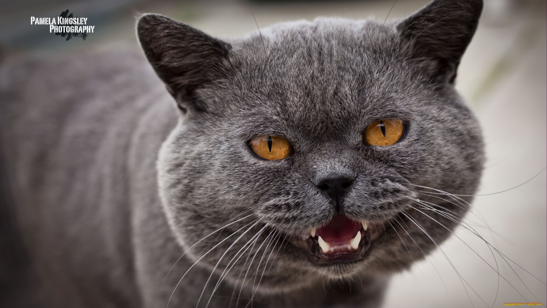 животные, коты, морда, зубы, глаза