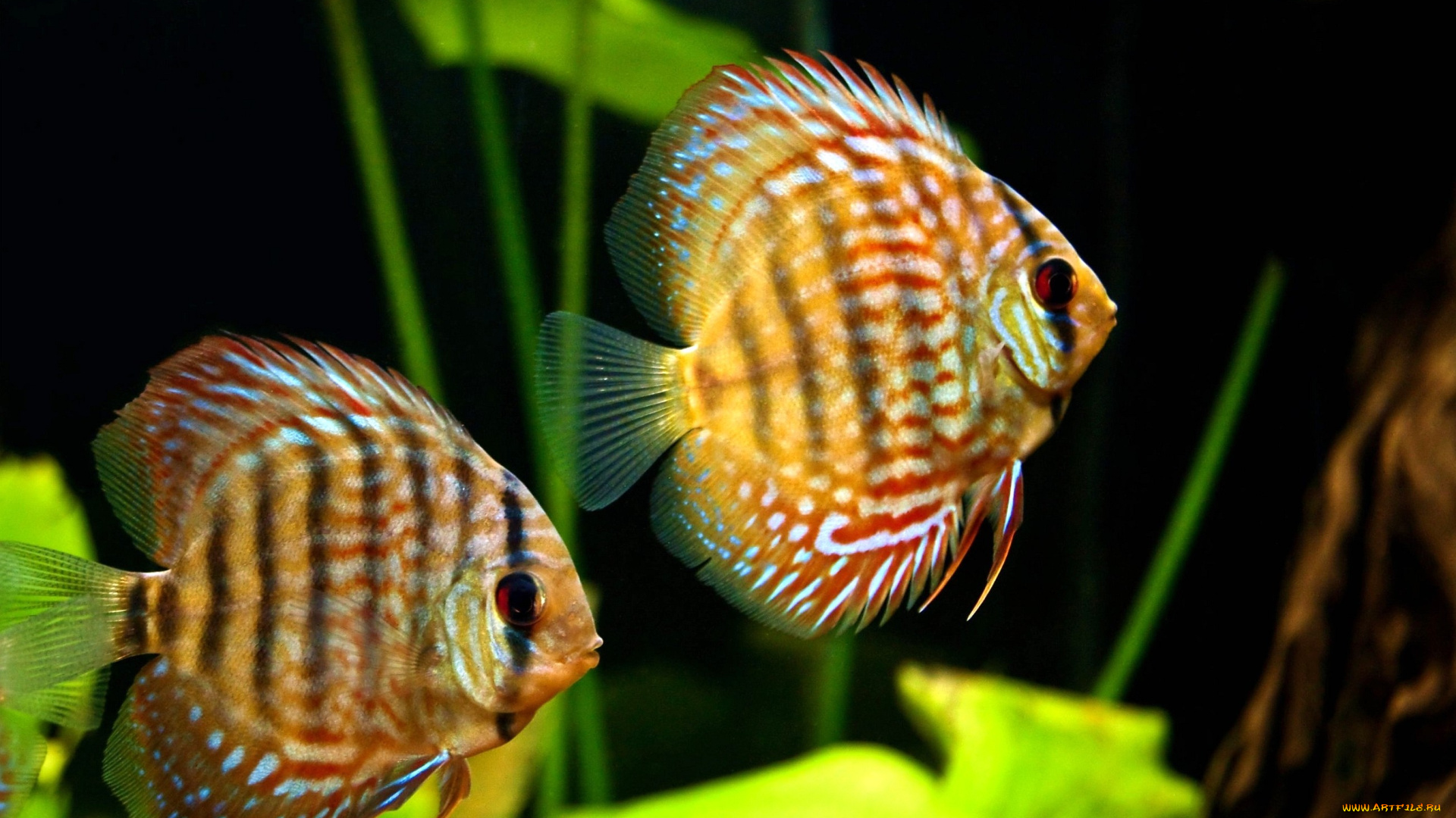 животные, рыбы, полоски, плавание, плавники