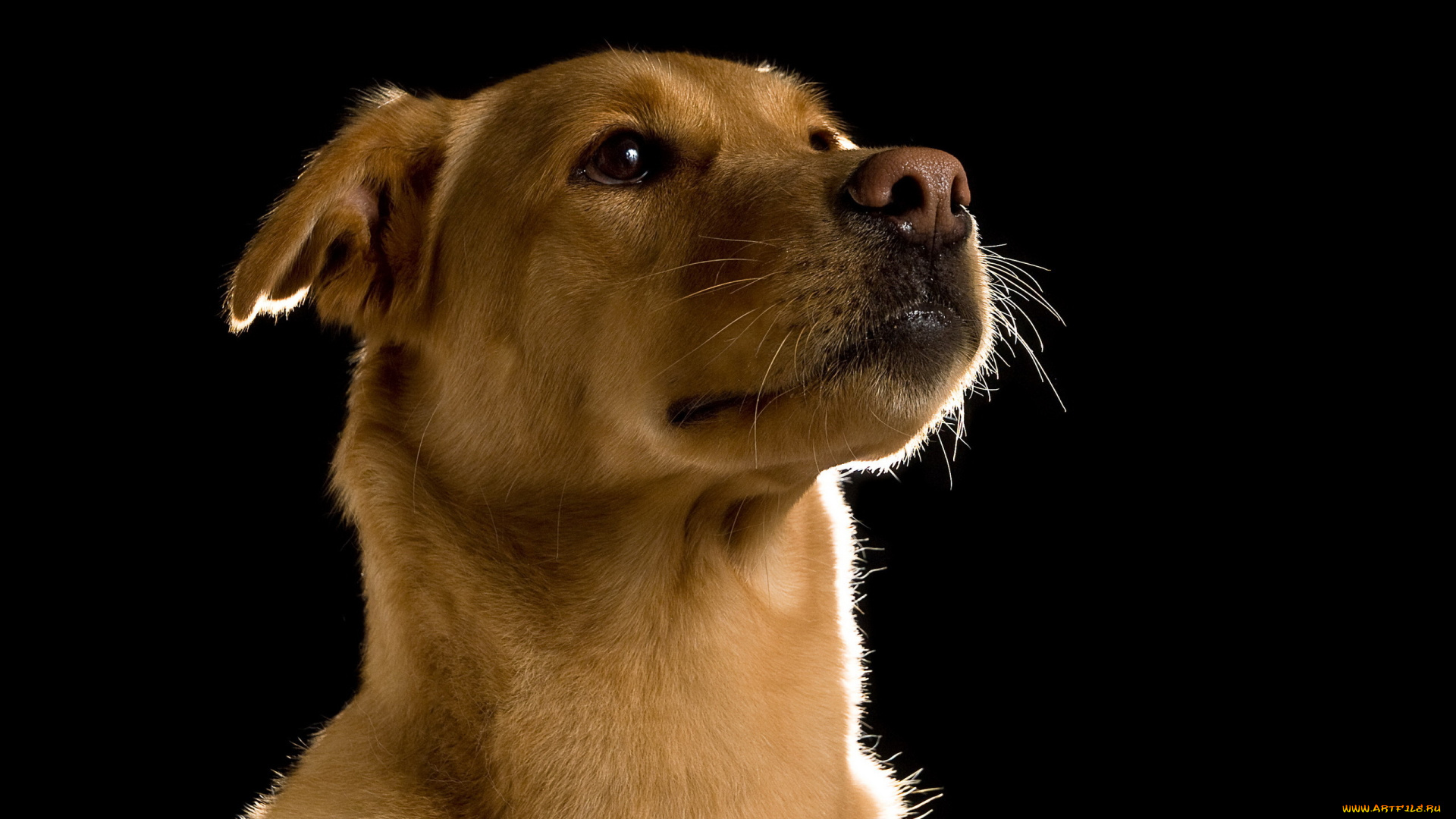 животные, собаки, верность